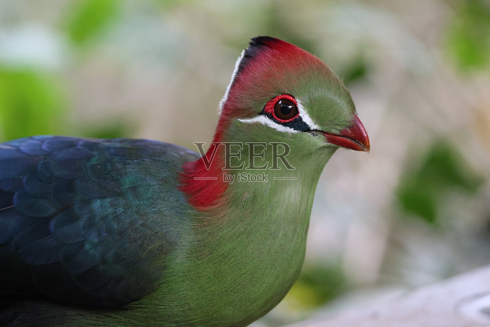 费舍尔氏 turaco照片摄影图片