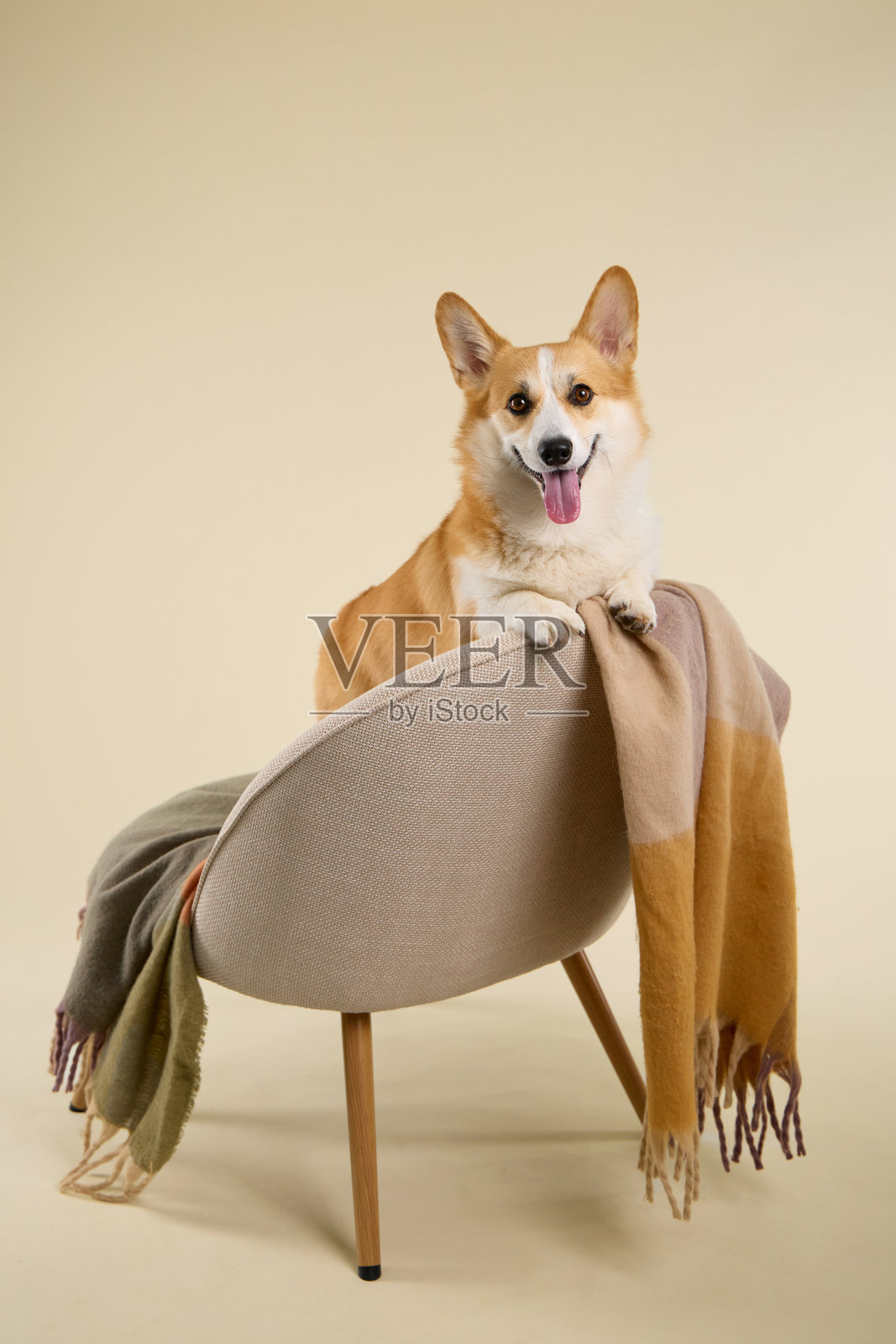 柯基犬站立在椅子后面照片摄影图片