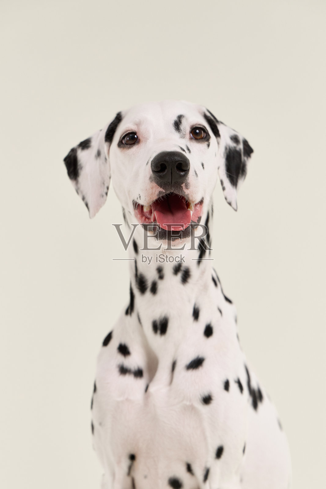 斑点狗正面朝前造型照片摄影图片