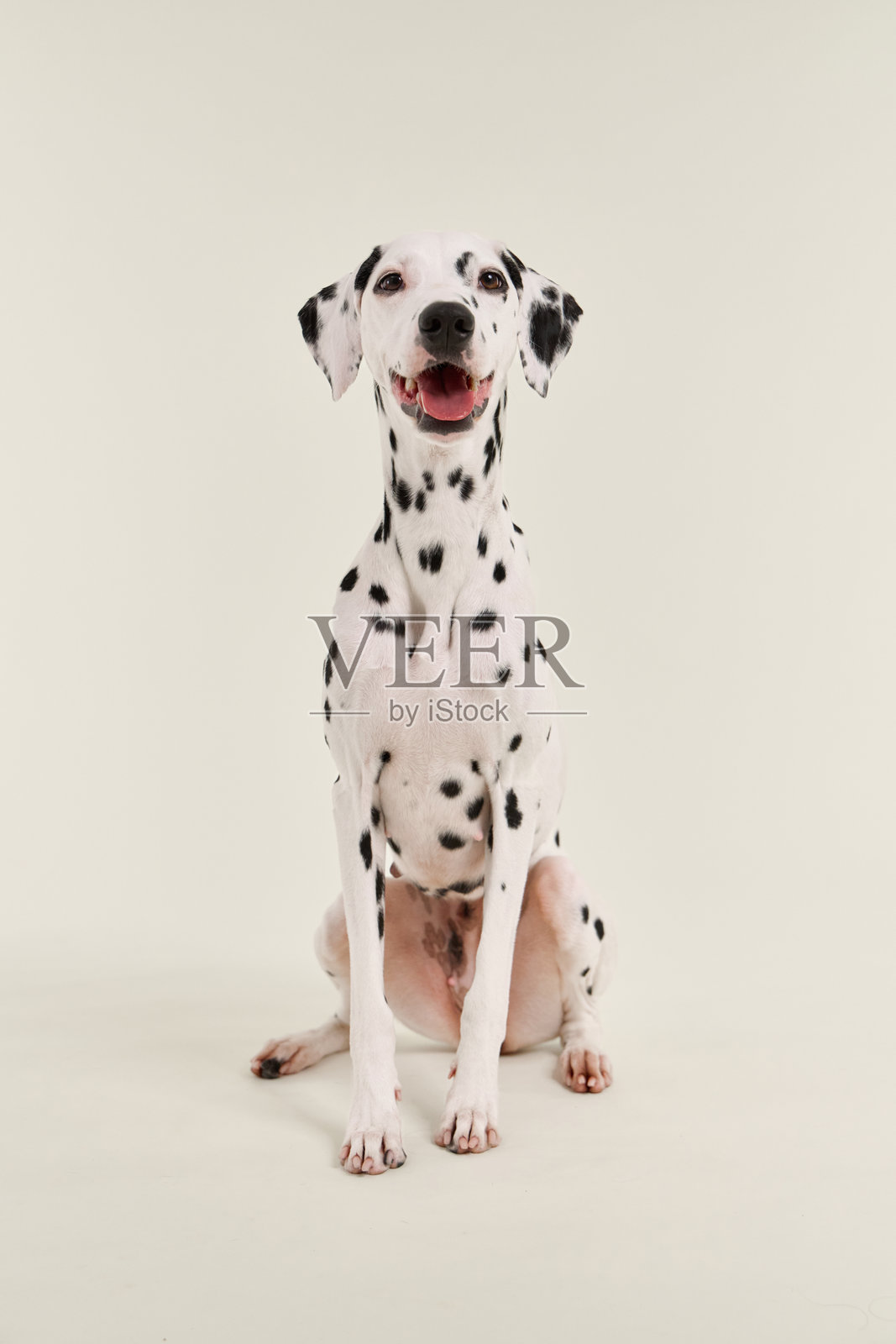 斑点狗正面站立坐姿照片摄影图片