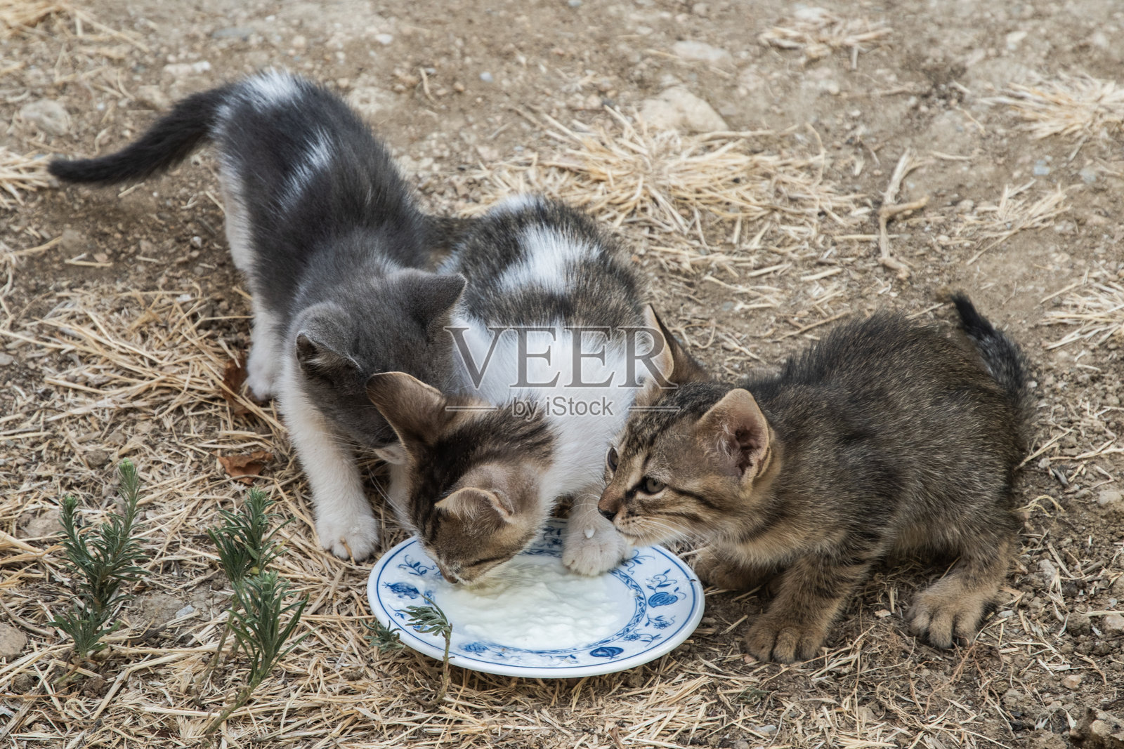 流浪小猫一起吃饭照片摄影图片