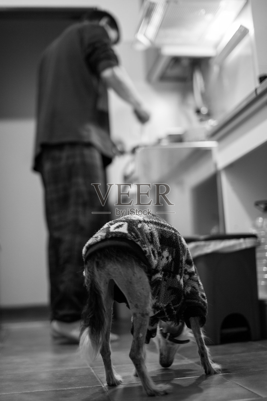 穿着毛衣的好奇狗狗和一位在黑白厨房里的男士照片摄影图片