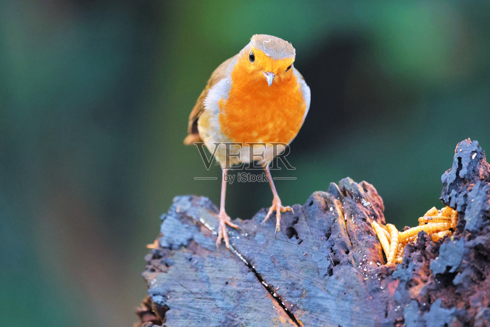 欧洲知更鸟照片摄影图片