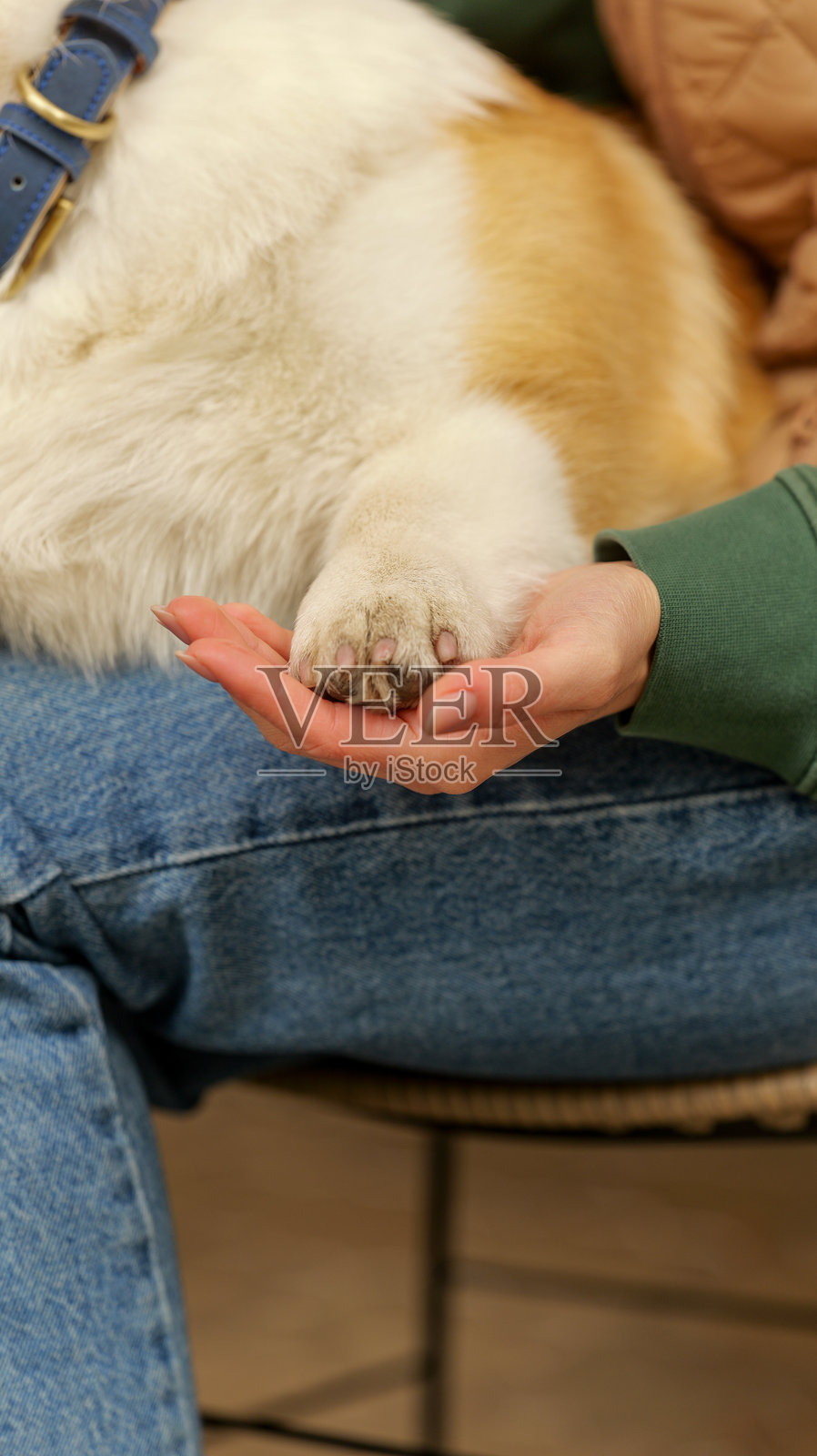 温柔的瞬间：狗狗的爪子放在人的张开的手掌中，特写镜头照片摄影图片