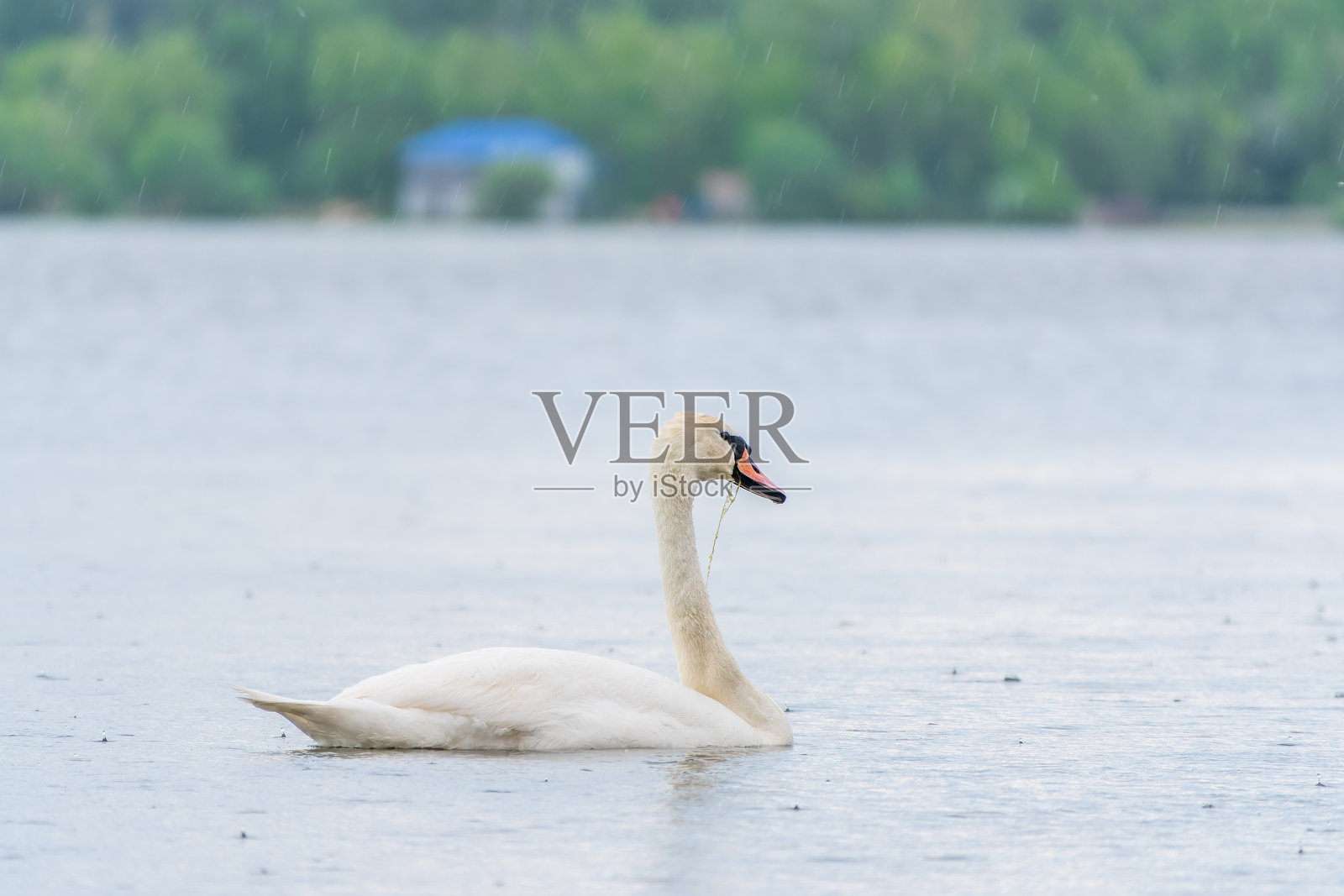 优雅的白天鹅在湖中游弋，野生的天鹅。湖中白天鹅的肖像。照片摄影图片