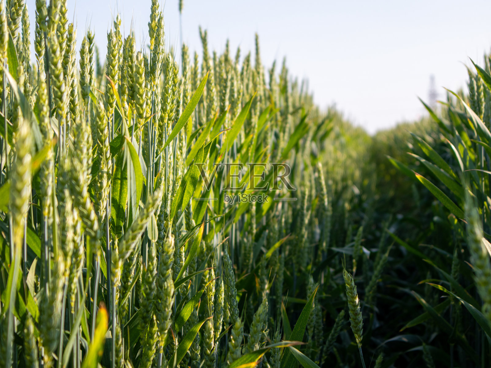 晨光下的金色麦田照片摄影图片