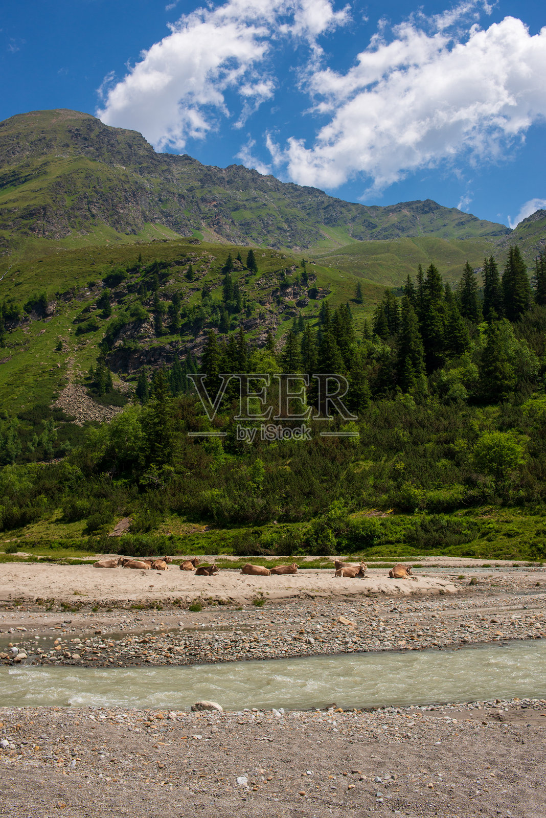 山地风景中的牛照片摄影图片
