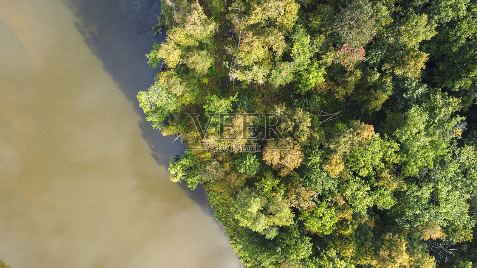 一条河流穿过森林照片摄影图片