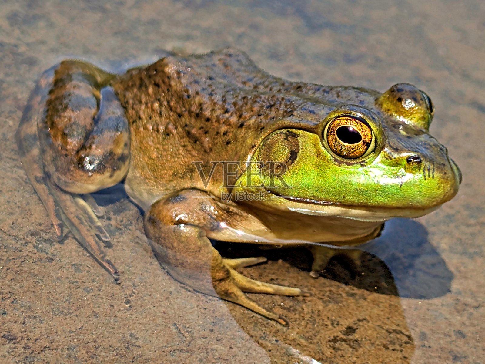 一只绿色的青蛙正对着我摆姿势照片摄影图片