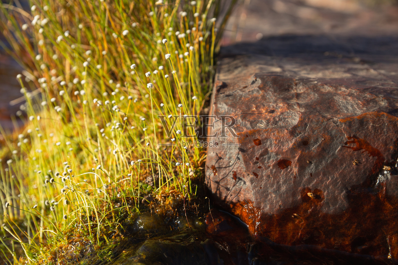前景中的永生花与湿润的红褐色岩石纹理照片摄影图片