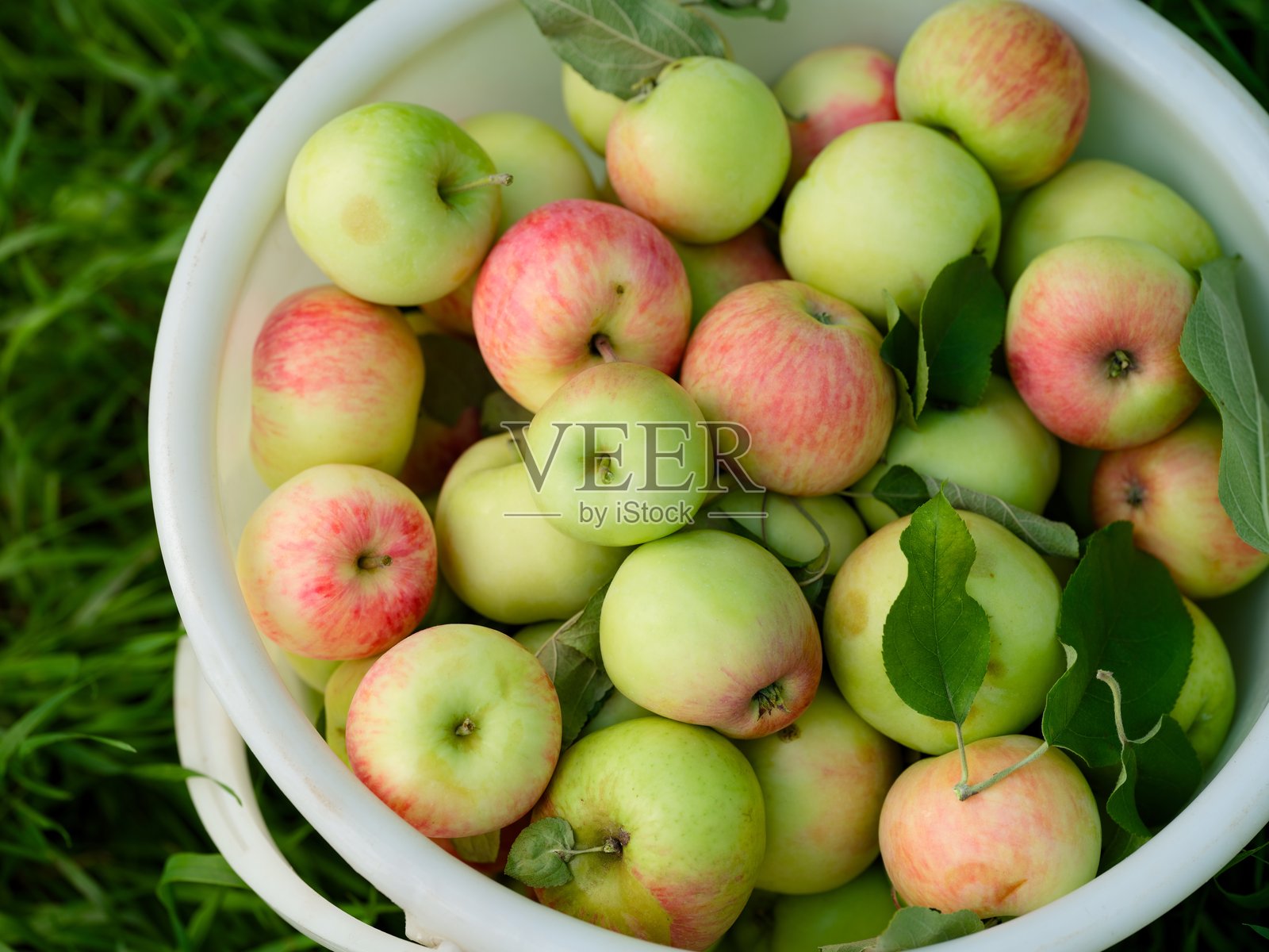 装满新鲜采摘的有机苹果的白色水桶放在绿草地上。照片摄影图片