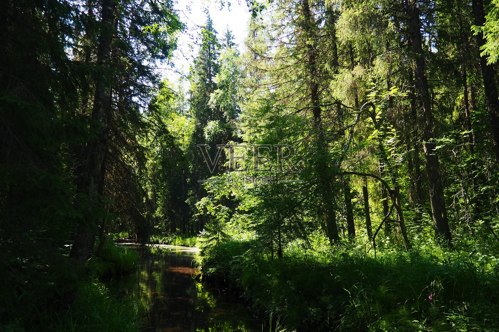 针叶林占主导的泰加生物群落。云杉，松科针叶常绿乔木属。卡累利阿，奥尔热加。晴朗天气下，云杉枝条在强风中摇曳照片摄影图片