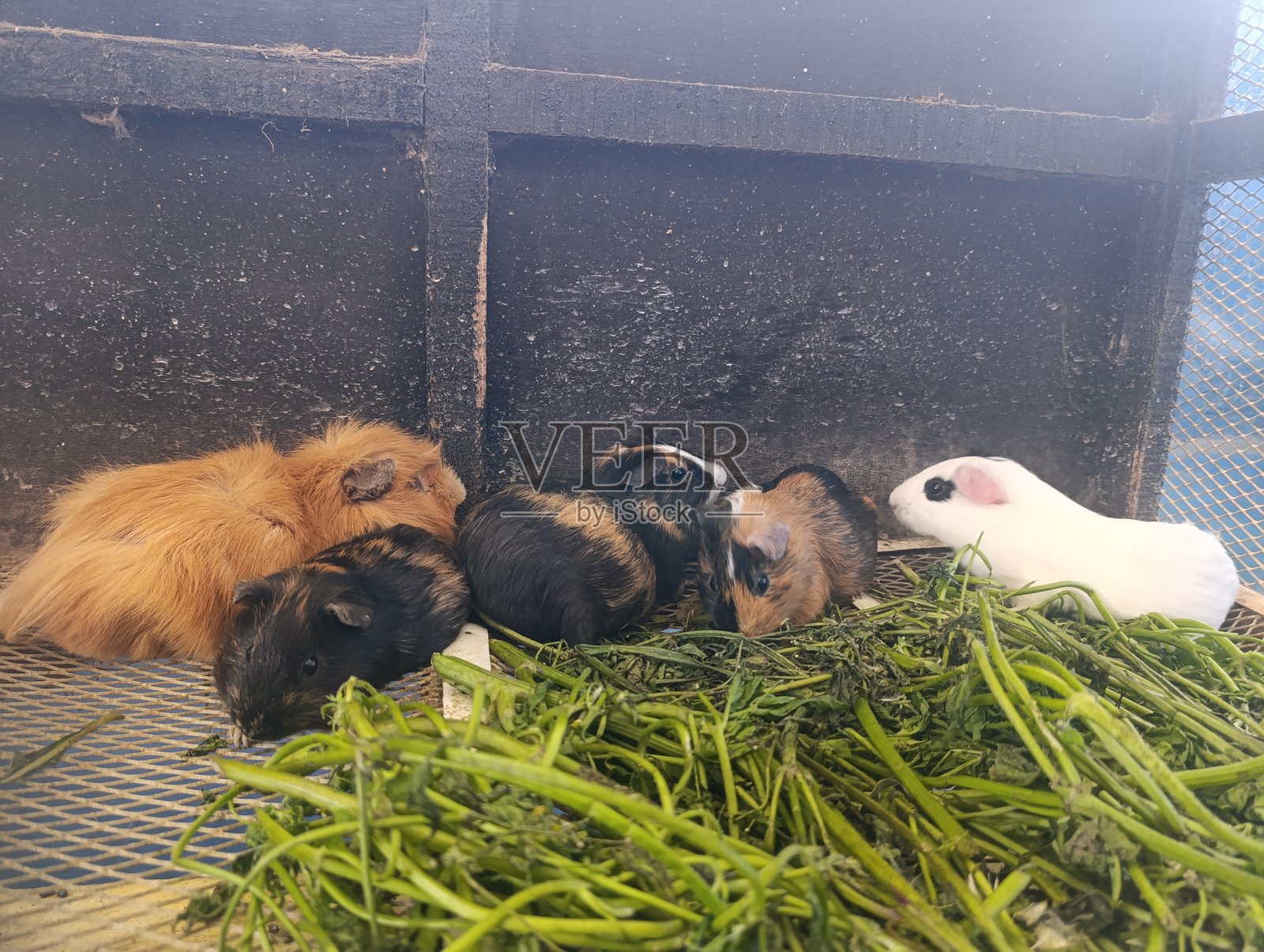 五只色彩鲜艳的豚鼠趴在草堆上休息。各种颜色的宠物豚鼠，从橙色到白色，正在进食。可爱的 M大小的 M动物聚集在一个黑暗的笼子里。照片摄影图片