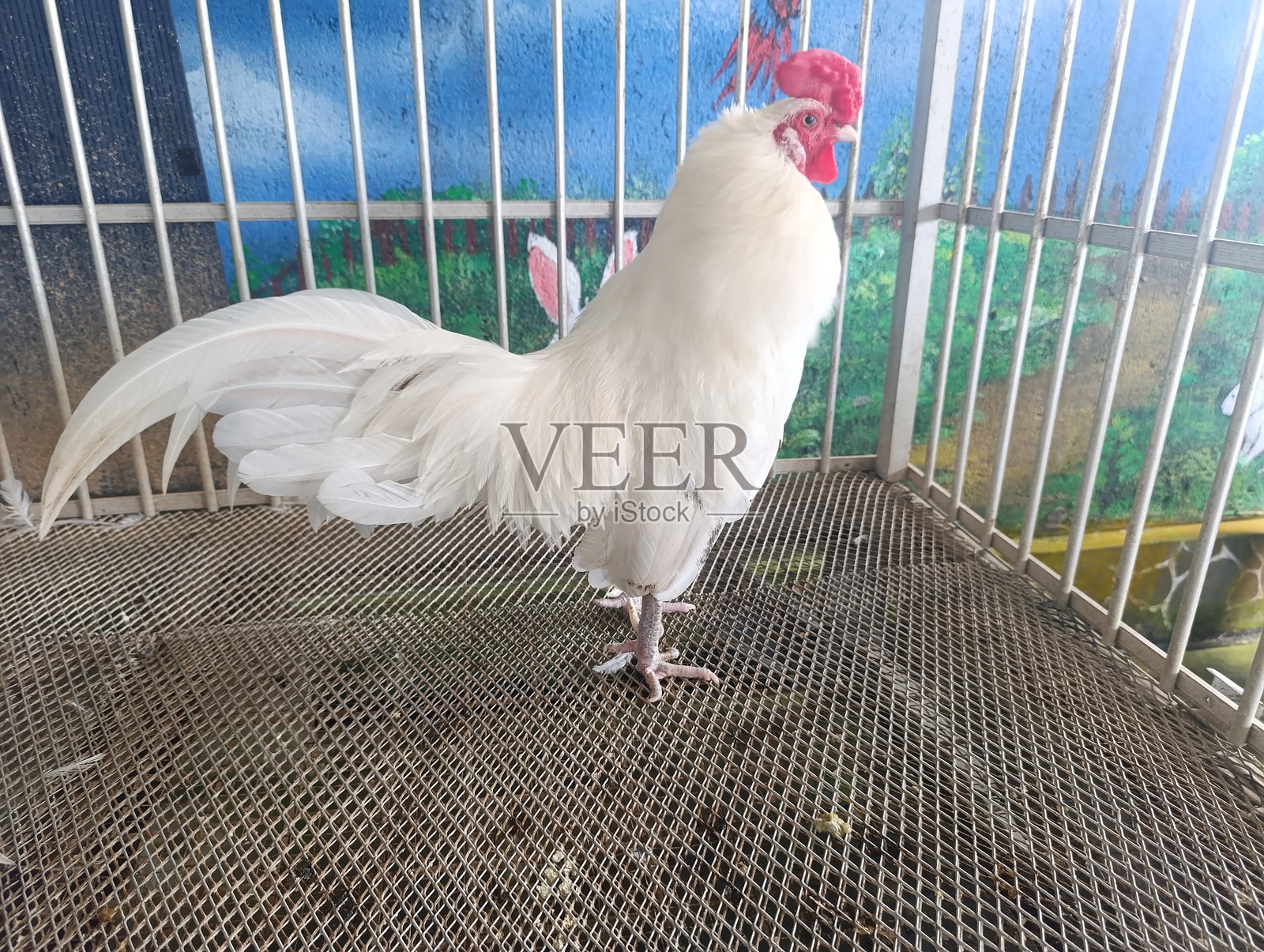 笼子里一只大白公鸡，尾羽丰满，鸡冠鲜红。骄傲的农场鸟，拥有丝滑的白色羽毛，站立在金属格栅上。一只雄性家禽在阳光明媚的日子里，被关在铁丝网围栏内。照片摄影图片