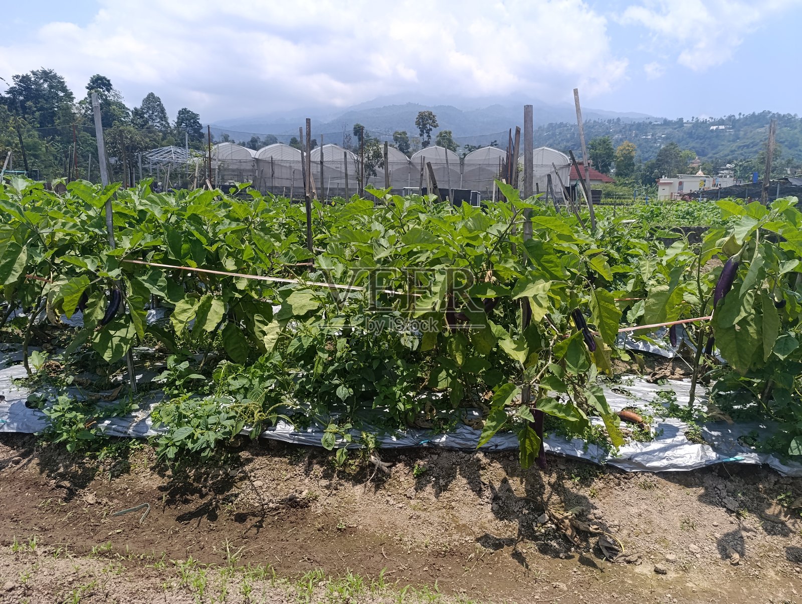 覆盖着地膜的田地里，可见紫色的茄子正在生长。田园农场里，一排排健康的茄子作物被木桩支撑着。背景是温室和山脉的热带农业景象。照片摄影图片