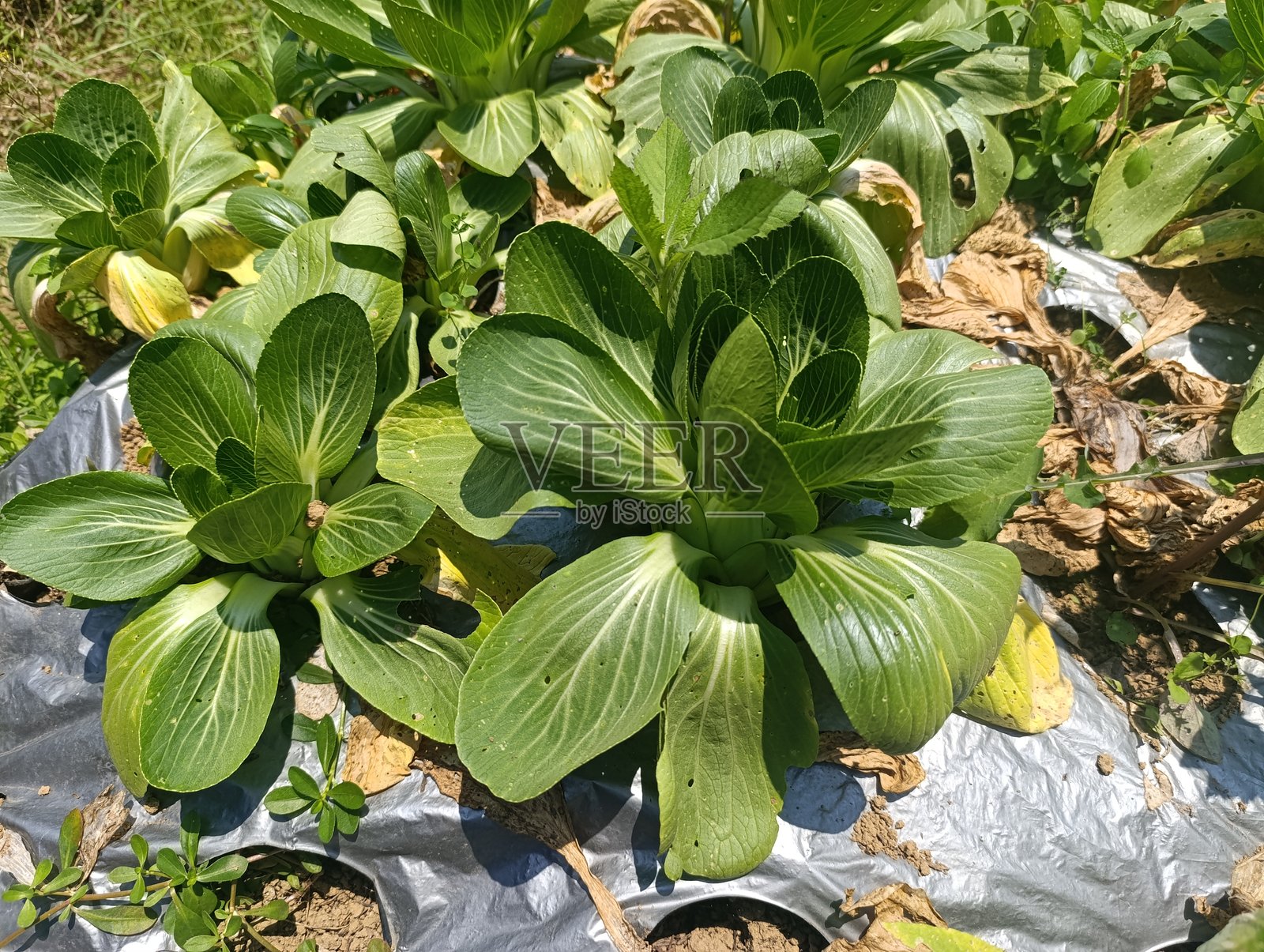 田野里大而健康的青菜叶子的详细特写。充满活力的有机蔬菜植物在户外强烈的阳光下生长。新鲜的亚洲卷心菜，有可见的叶脉纹理。照片摄影图片