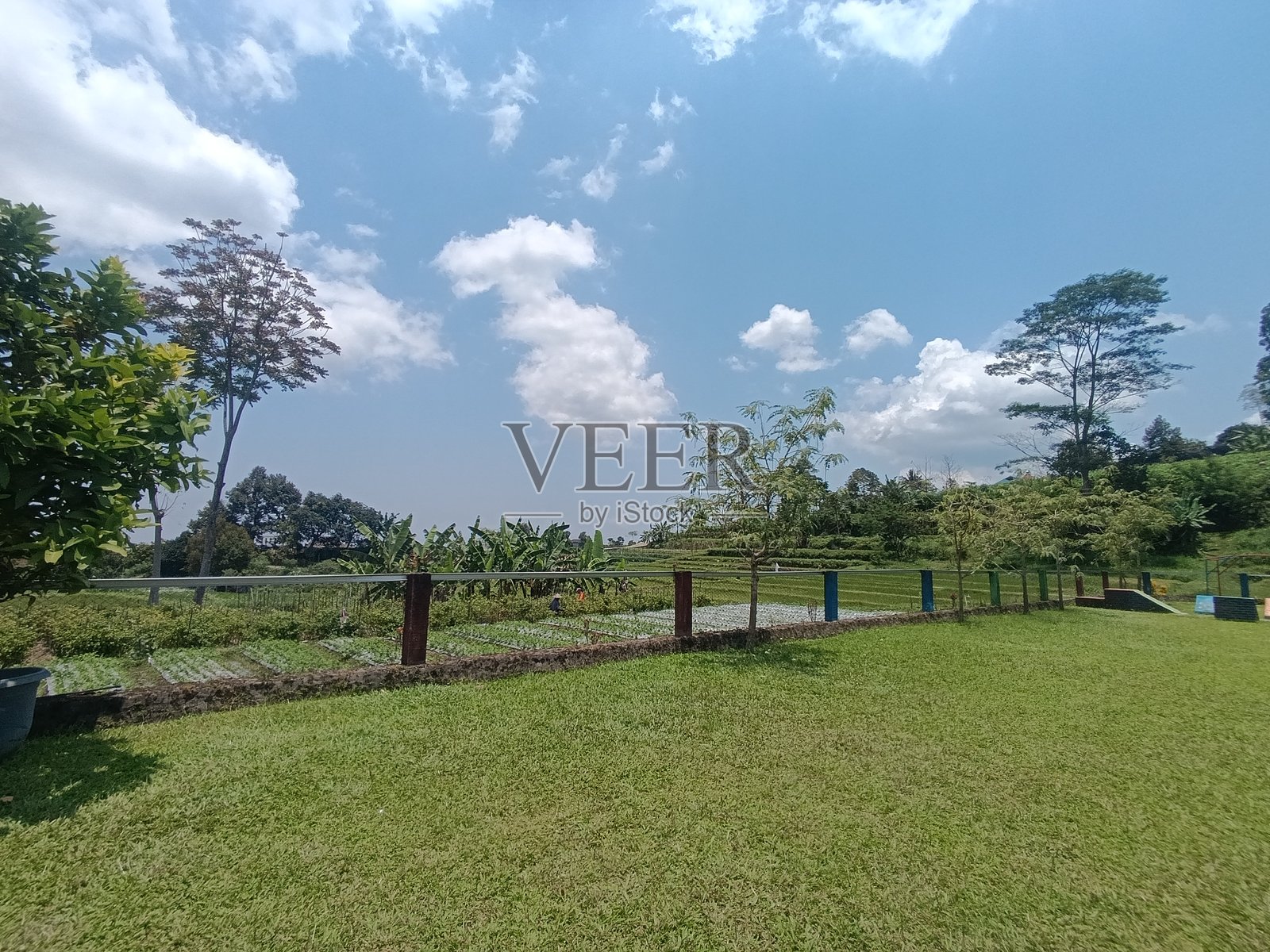 绿草坪广角景观，旁边是耕作的菜地。阳光明媚的蓝天下，有围栏的农场区域种植着热带植物。宁静的乡村景观，融合了休闲空间和农业。照片摄影图片