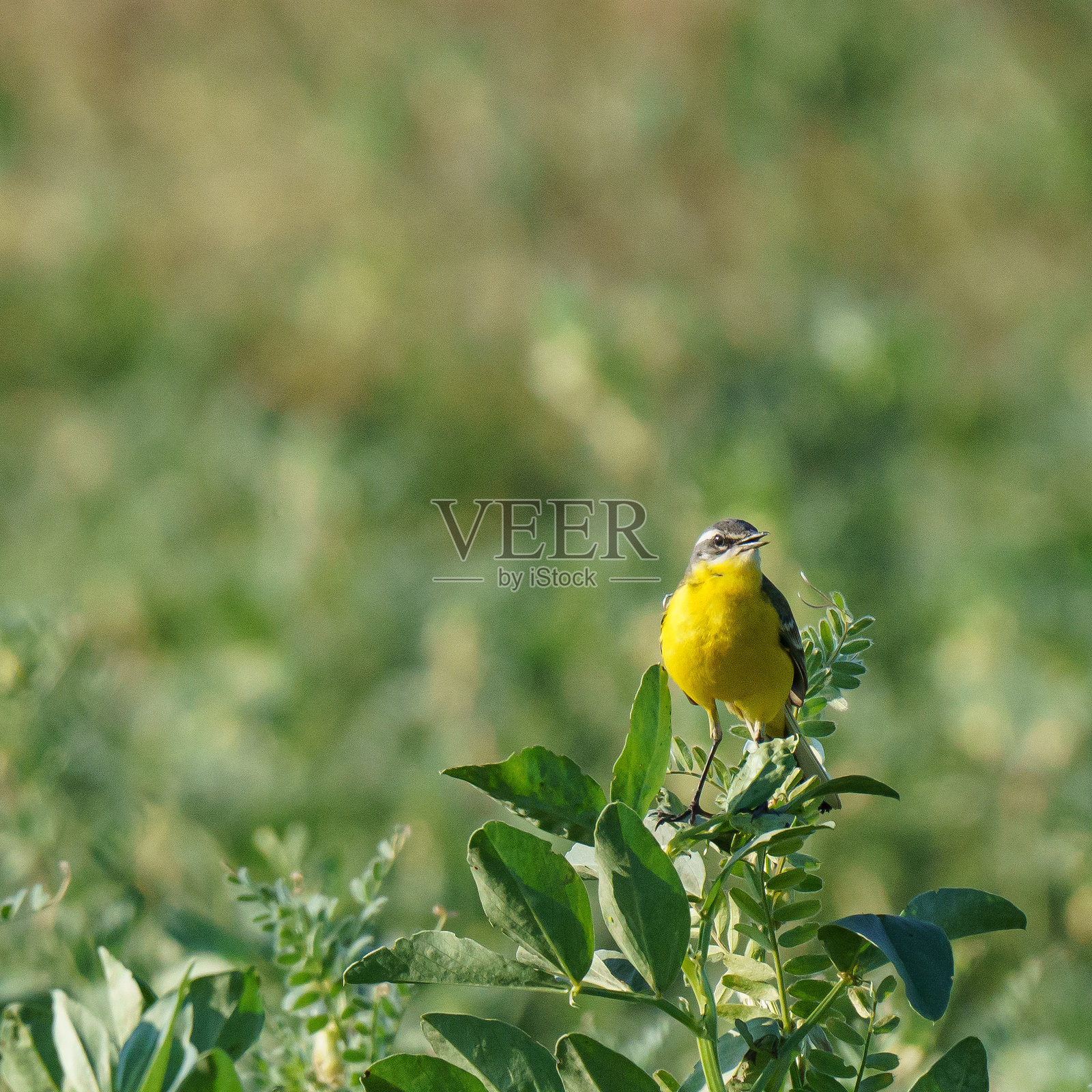 黄色鹡鸰（Motacilla flava）栖息于叶片上照片摄影图片