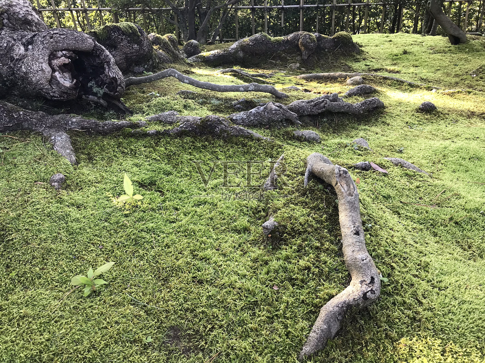 苔藓与松树：日式庭园的永恒之美照片摄影图片