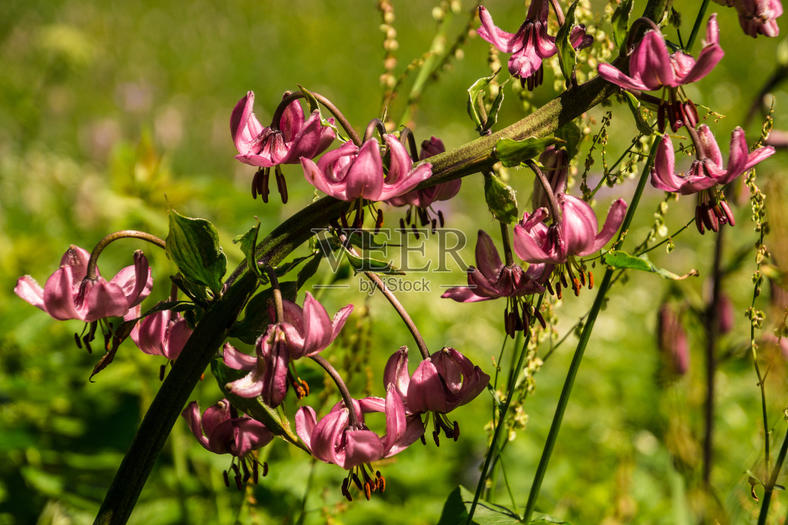克拉雷谷，内瓦什，上阿尔卑斯省照片摄影图片
