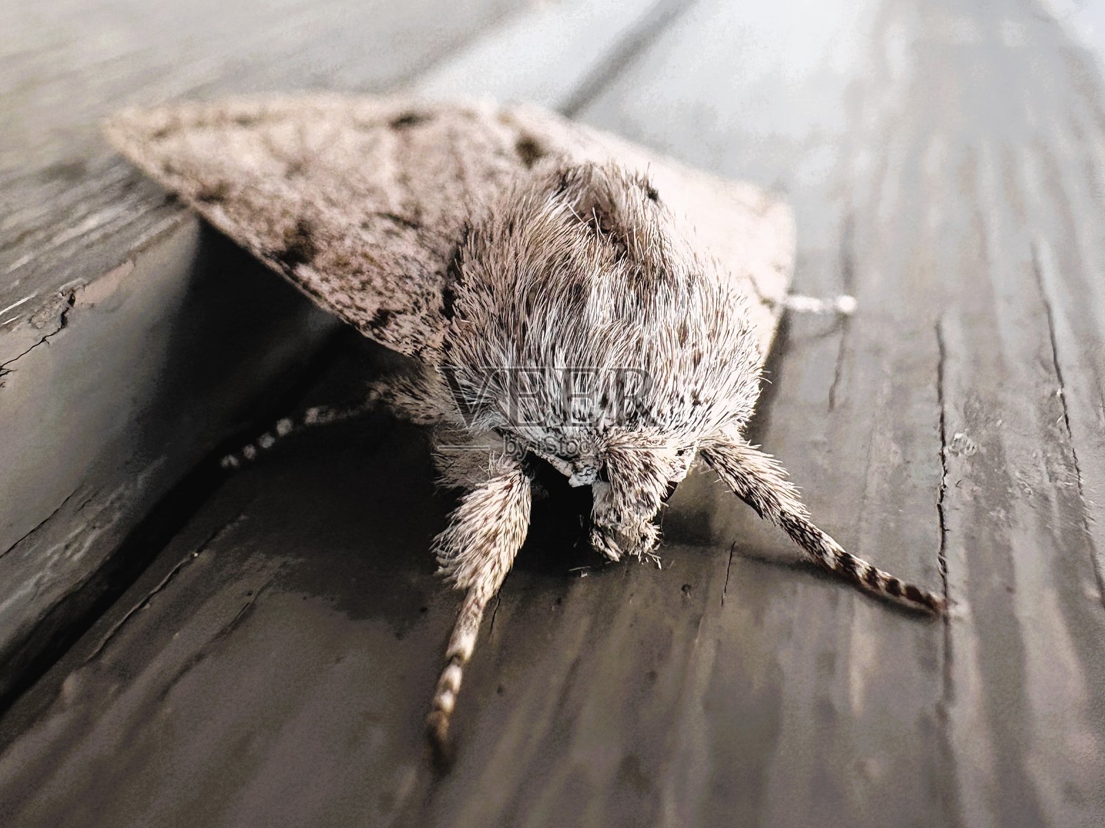 一只静止的白色飞蛾照片摄影图片