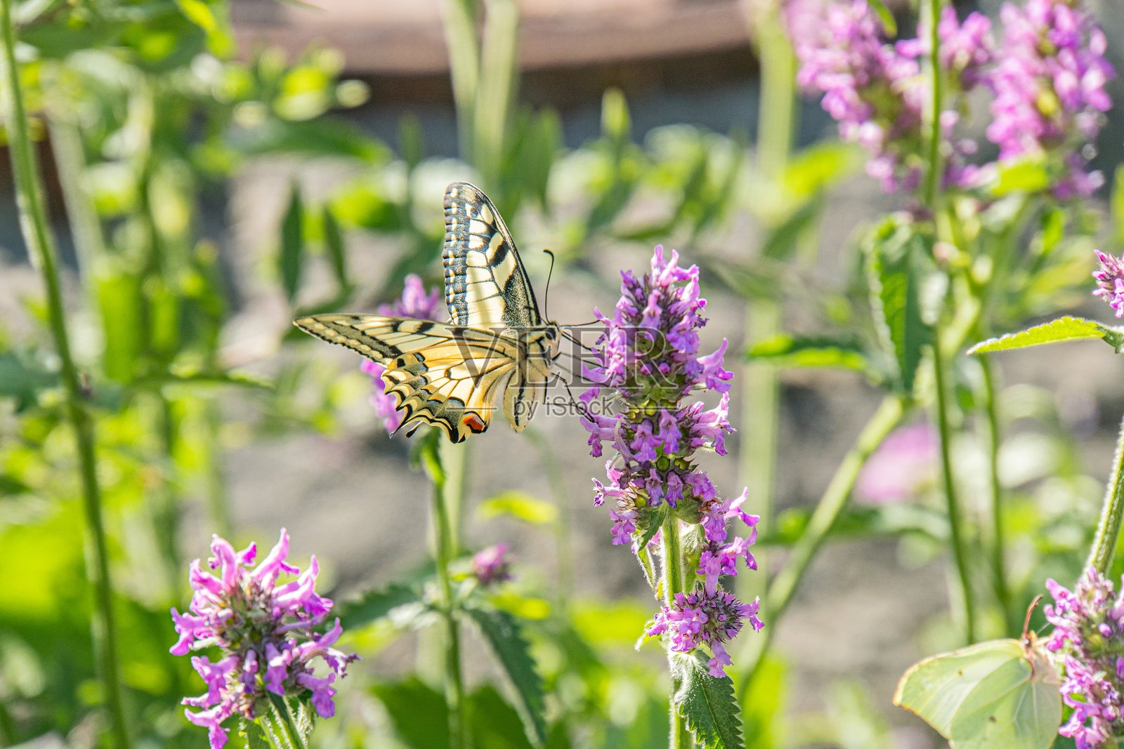 一只蝴蝶在花茎上的特写，侧面轮廓，鲜艳的紫色花朵被绿色叶子环绕，柔和的漫射光线，自然环境，翅膀部分展开照片摄影图片