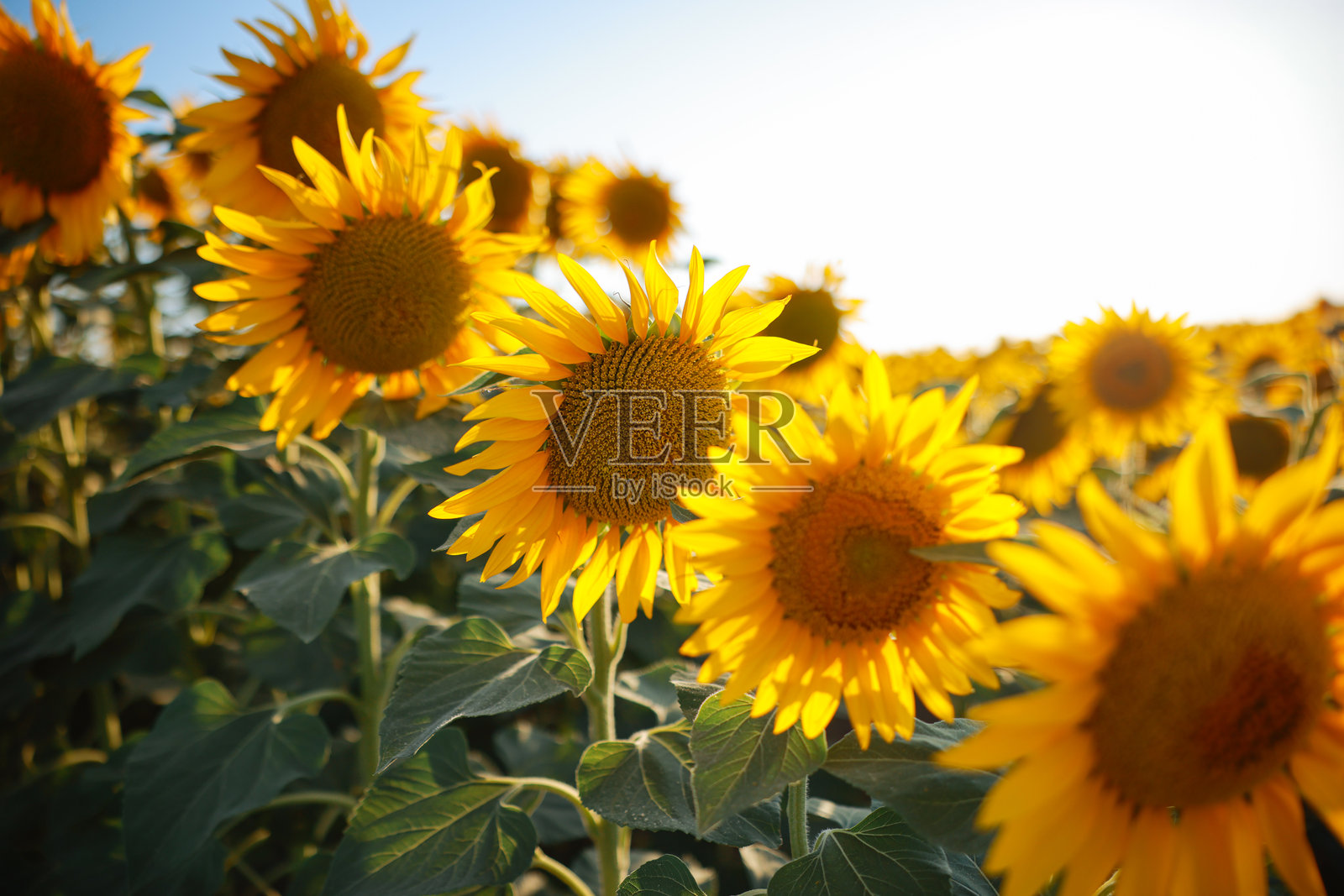 夕阳下的向日葵田照片摄影图片