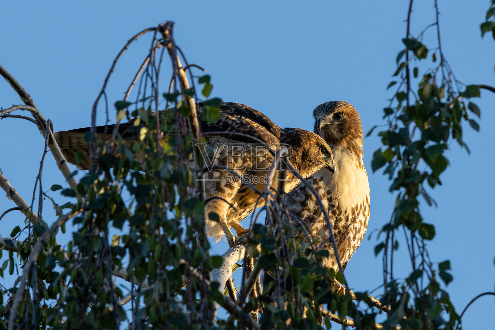 一对红尾鵟在夕阳余晖中沐浴照片摄影图片