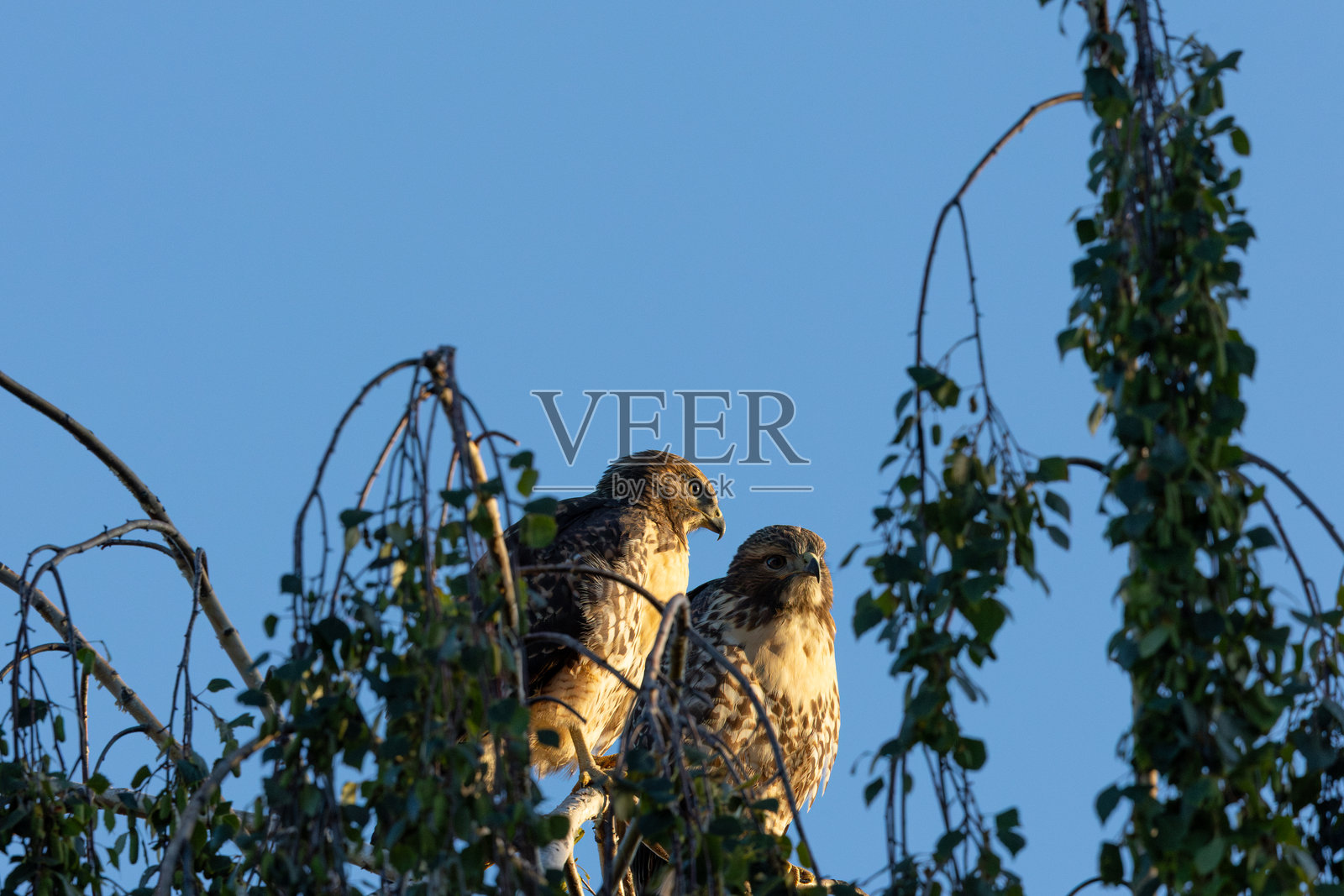 一对红尾鵟在夕阳余晖中沐浴照片摄影图片