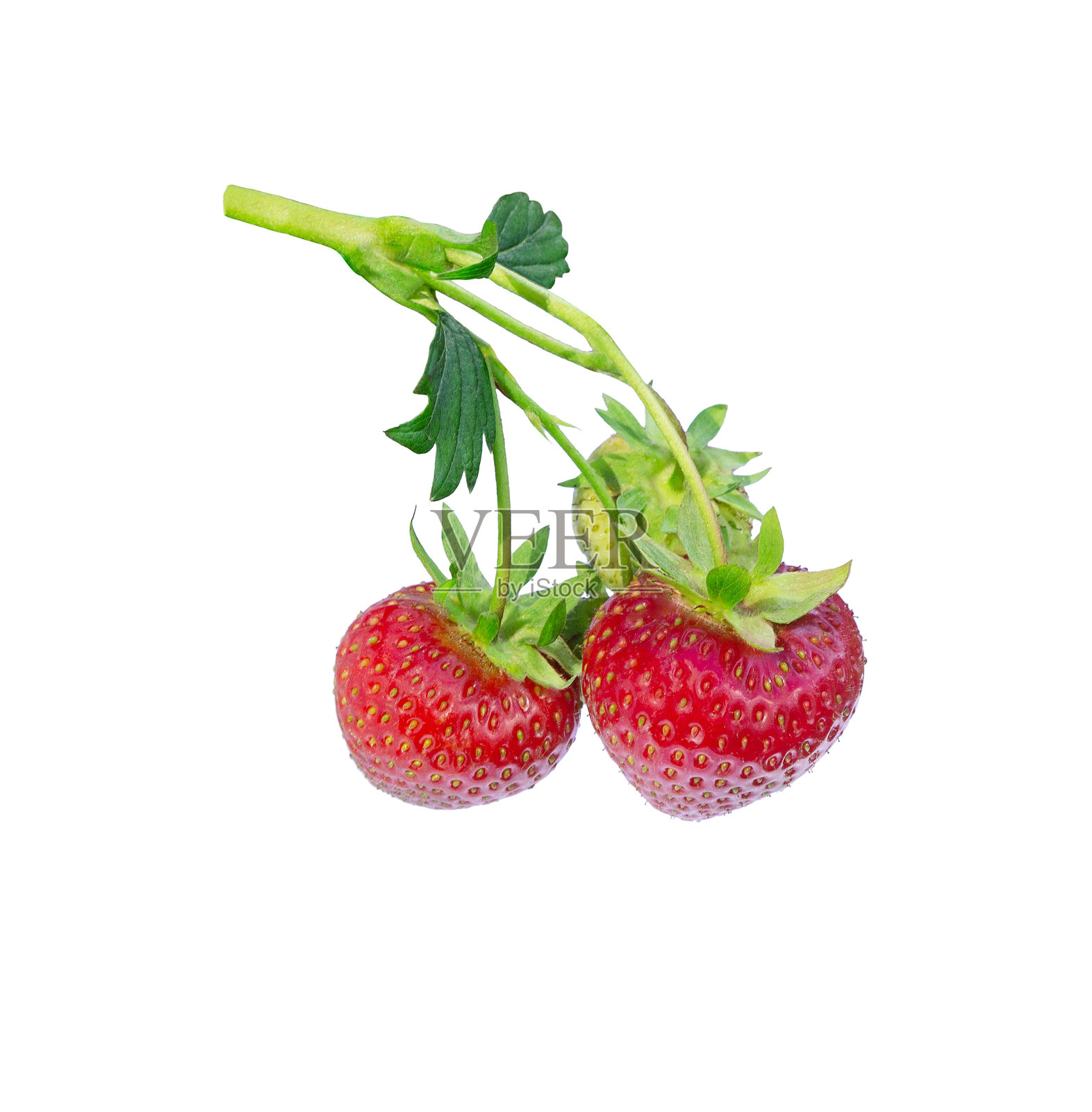 草莓植株枝条，带有叶子、成熟和未成熟的浆果，孤立的照片摄影图片