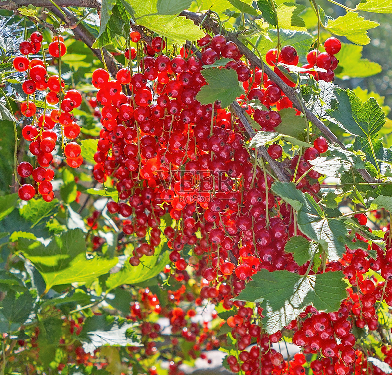 红醋栗。灌木丛上成熟的红醋栗。照片摄影图片