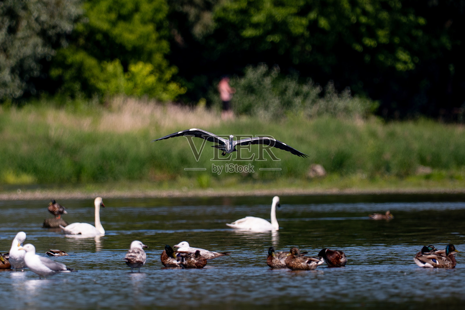 灰鹭照片摄影图片
