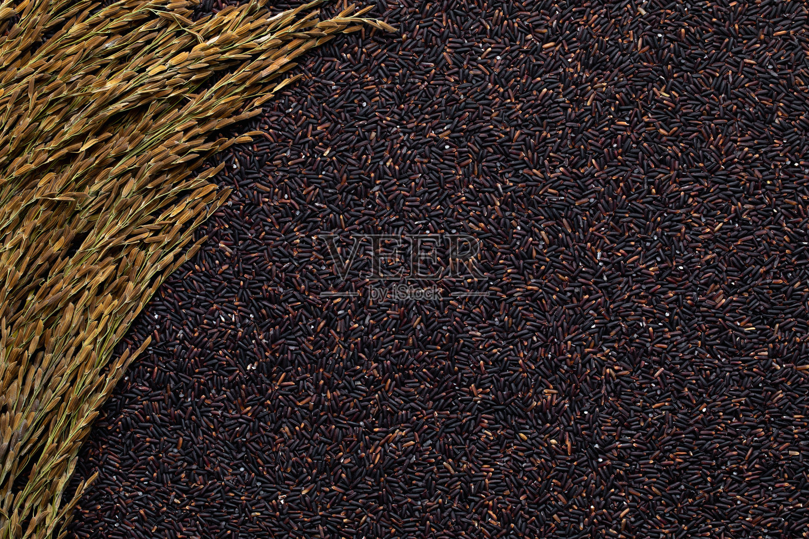 稻穗和黑米的特写。黑米和稻穗散落在一起。照片摄影图片