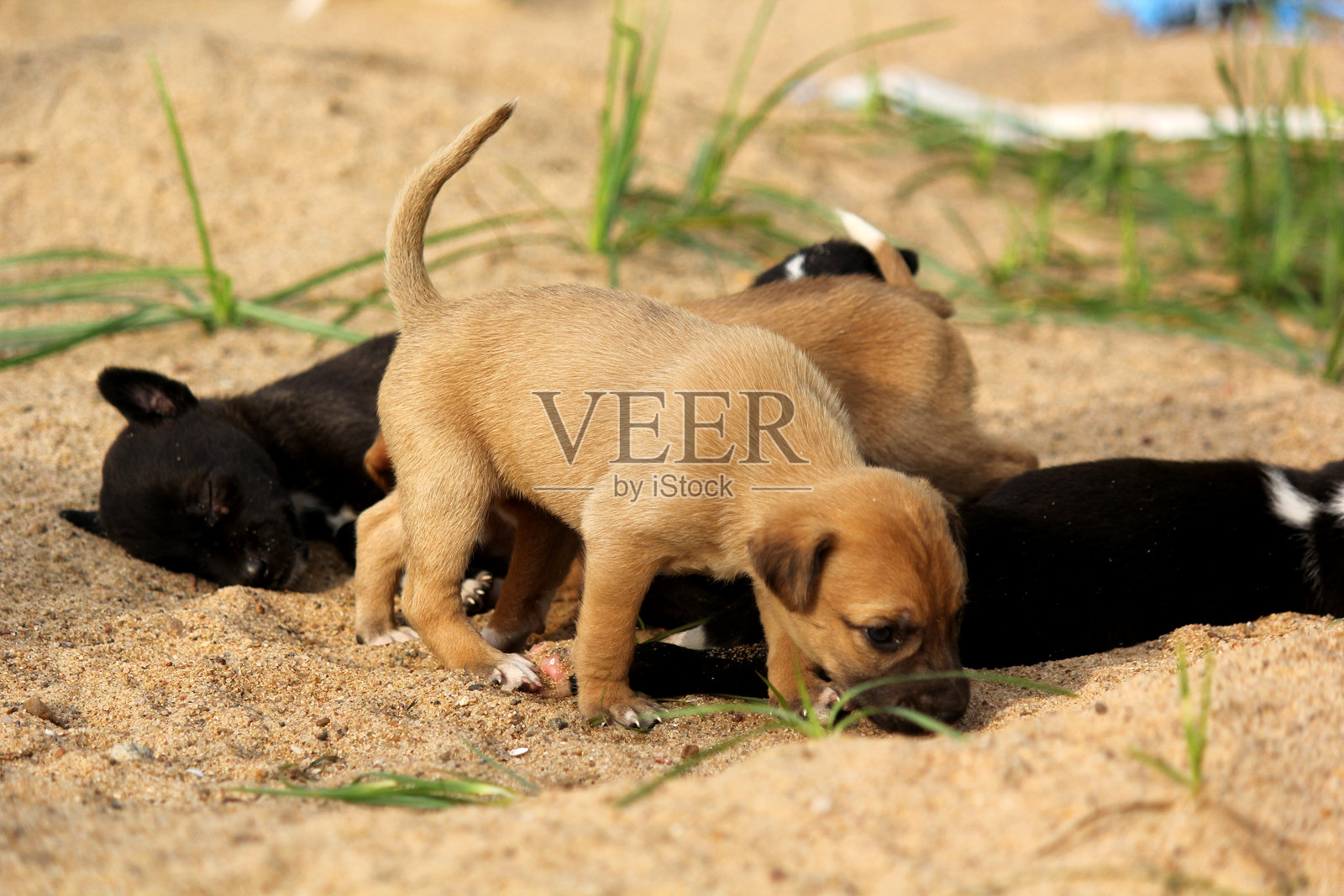 顽皮的小狗在沙地上互动玩耍照片摄影图片
