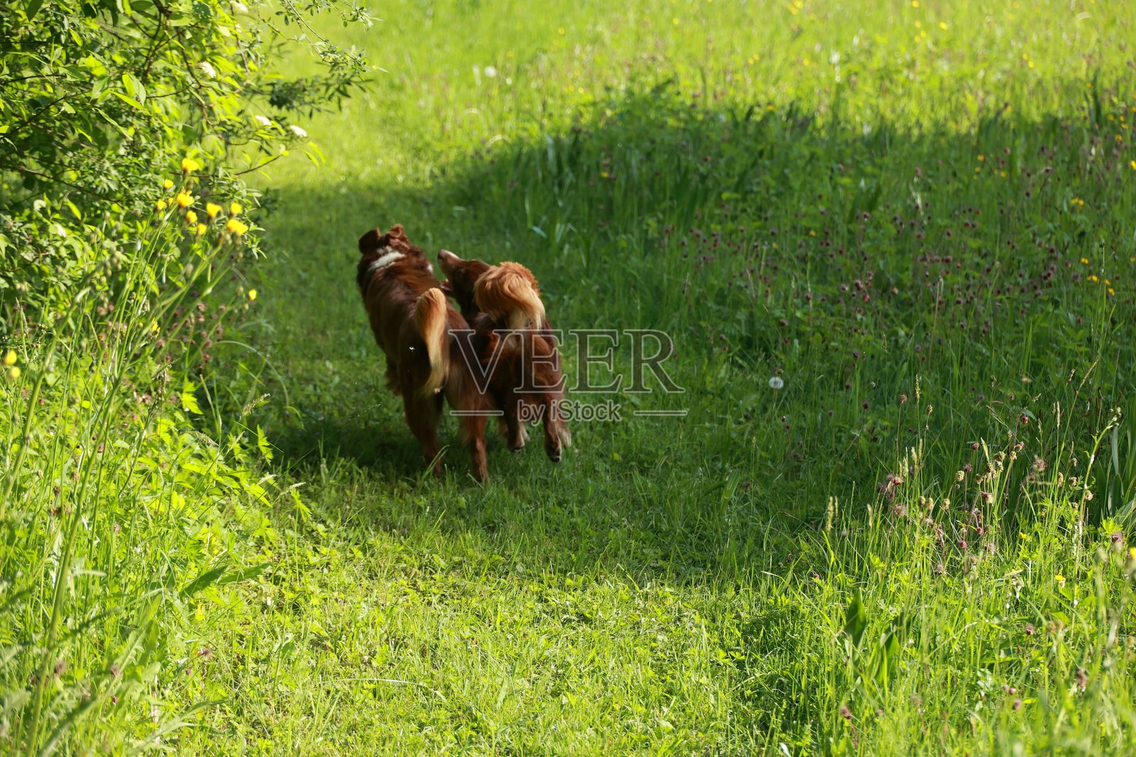 两只狗在草地上奔跑照片摄影图片