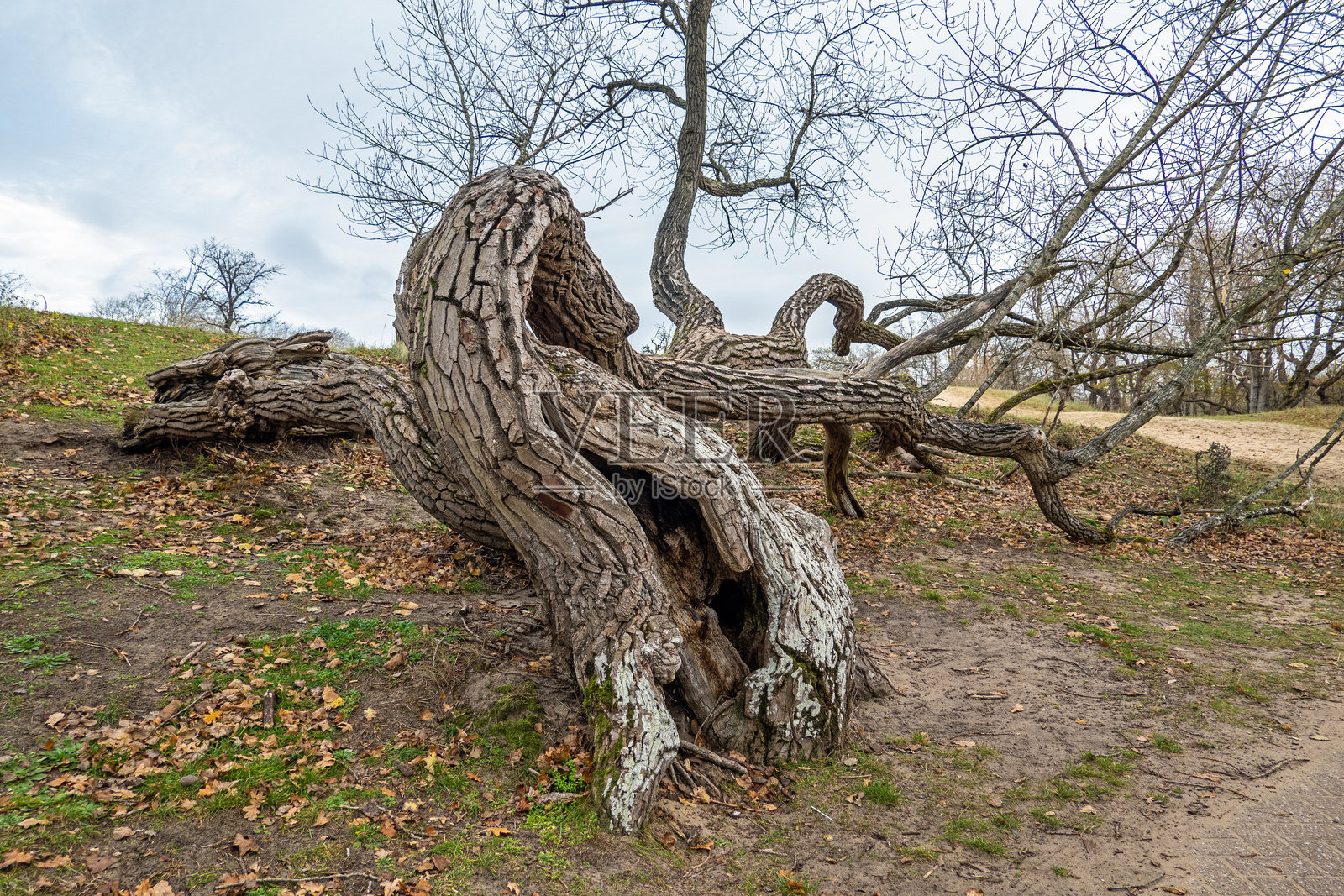 奇形怪状的盒果木树照片摄影图片