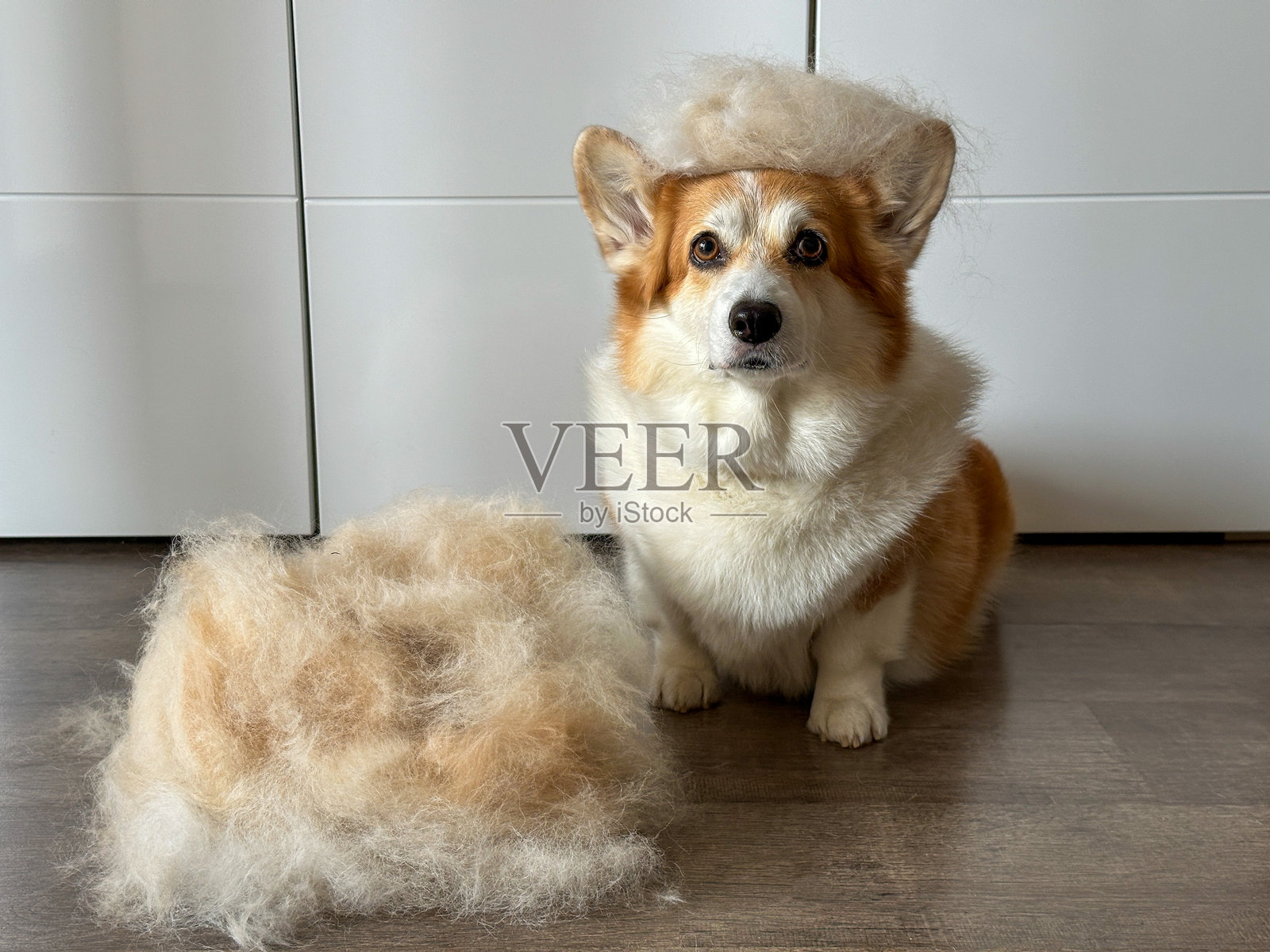 柯基犬趴在毛堆旁休息，望向镜头照片摄影图片