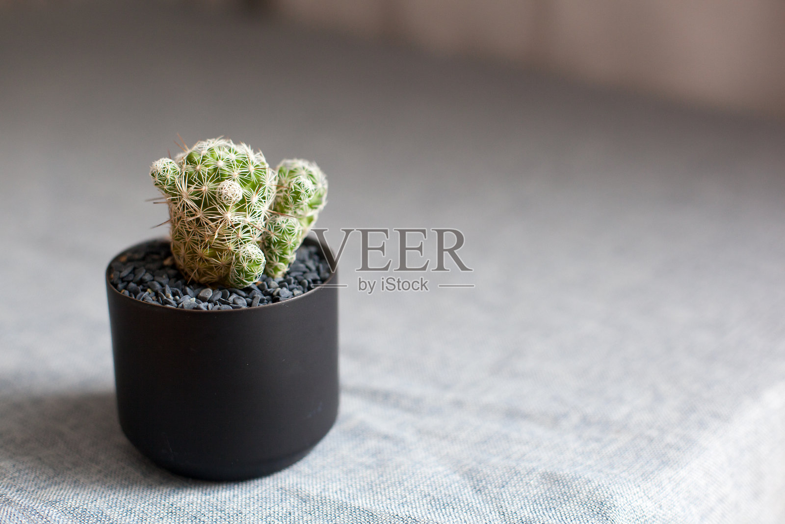 白底仙人掌剪影艺术照片摄影图片