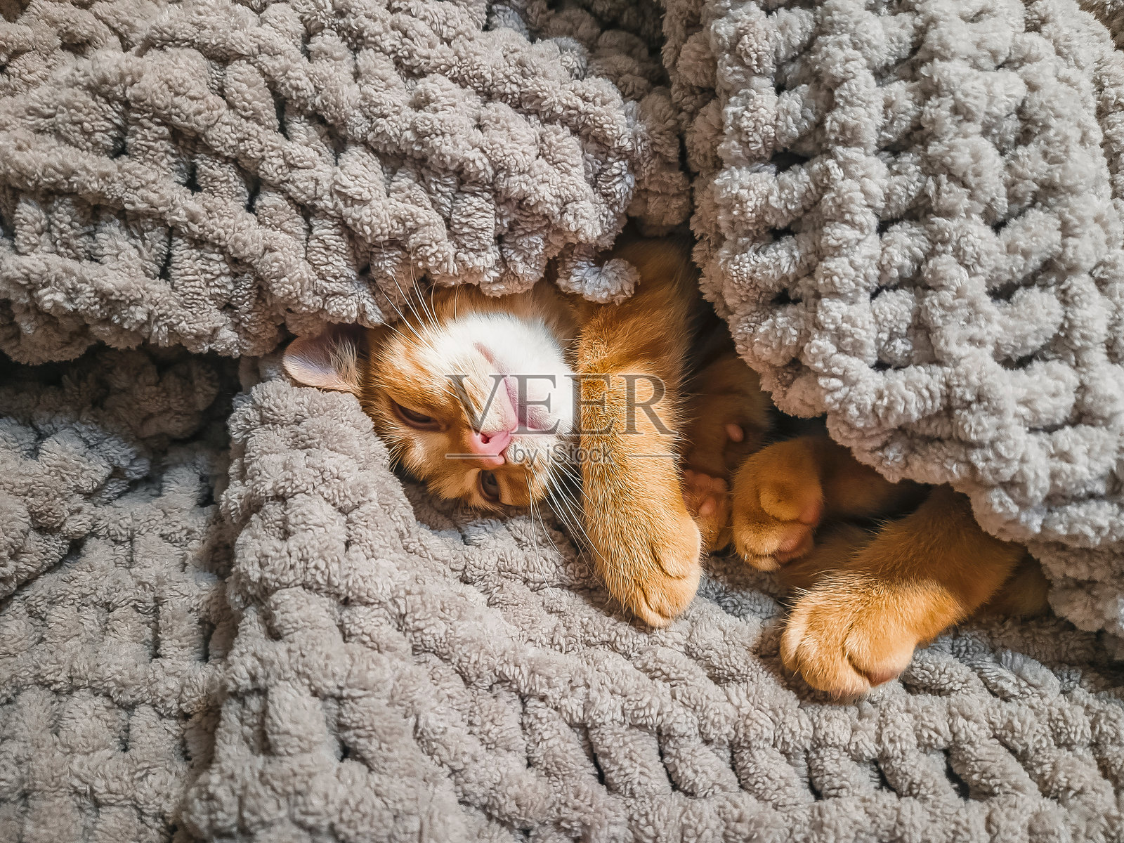 一只可爱的姜黄色小猫藏在灰色柔软的毯子下。猫咪正舒适地趴在床上打盹，脸上带着满足的微笑。照片摄影图片