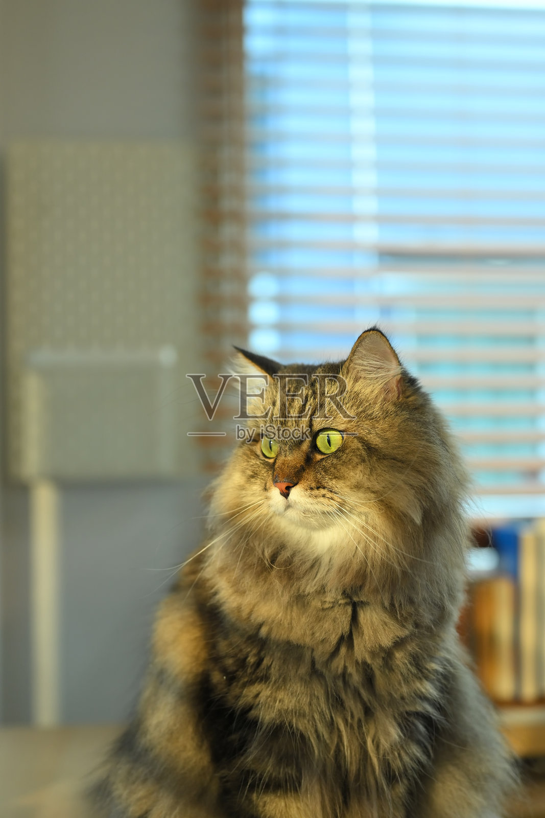 一只家猫正望着窗外照片摄影图片