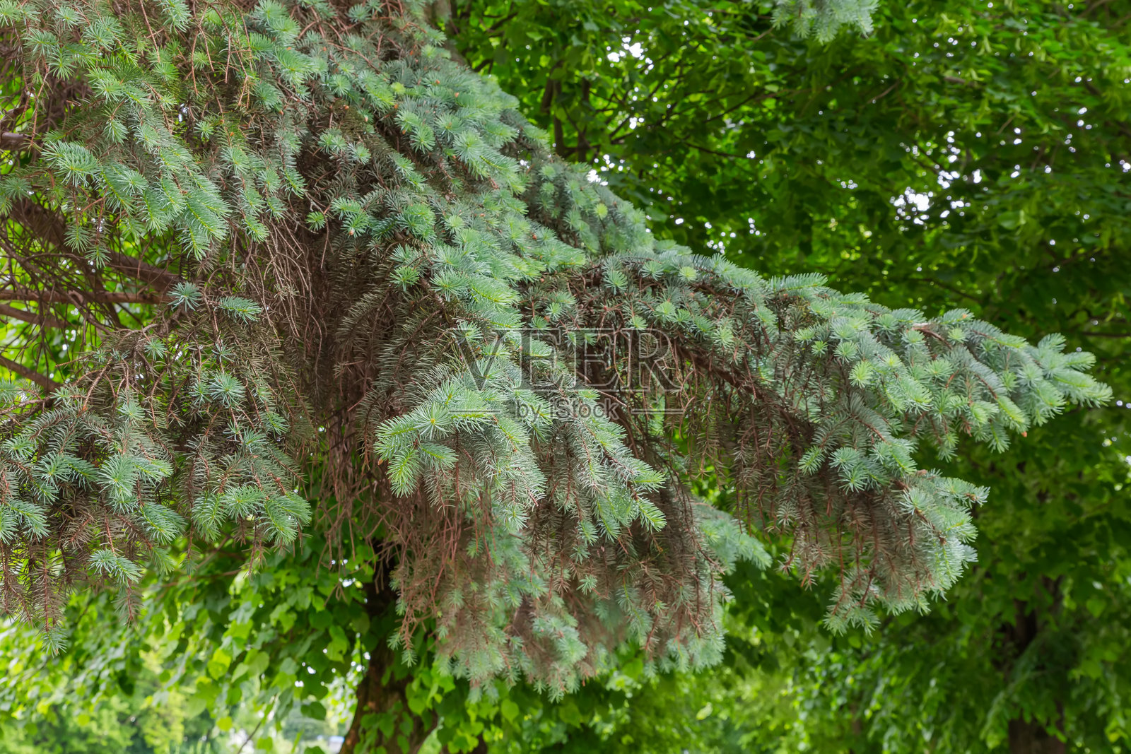 春日阴天，蓝云杉枝条抽发新芽照片摄影图片