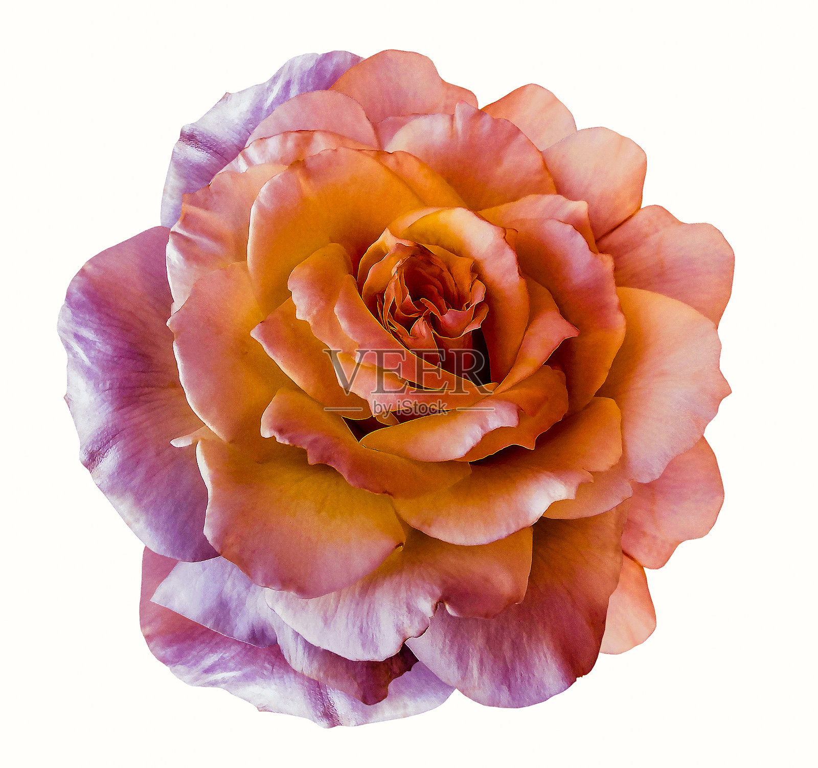 特写镜头下，一张带有裁剪路径的玫瑰花在白色孤立背景上。用于设计。影棚拍摄。自然。照片摄影图片