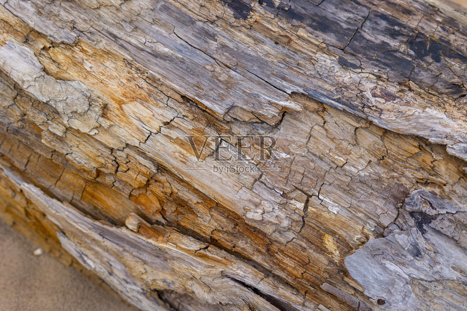 森林中美丽的春天树桩特写。照片摄影图片