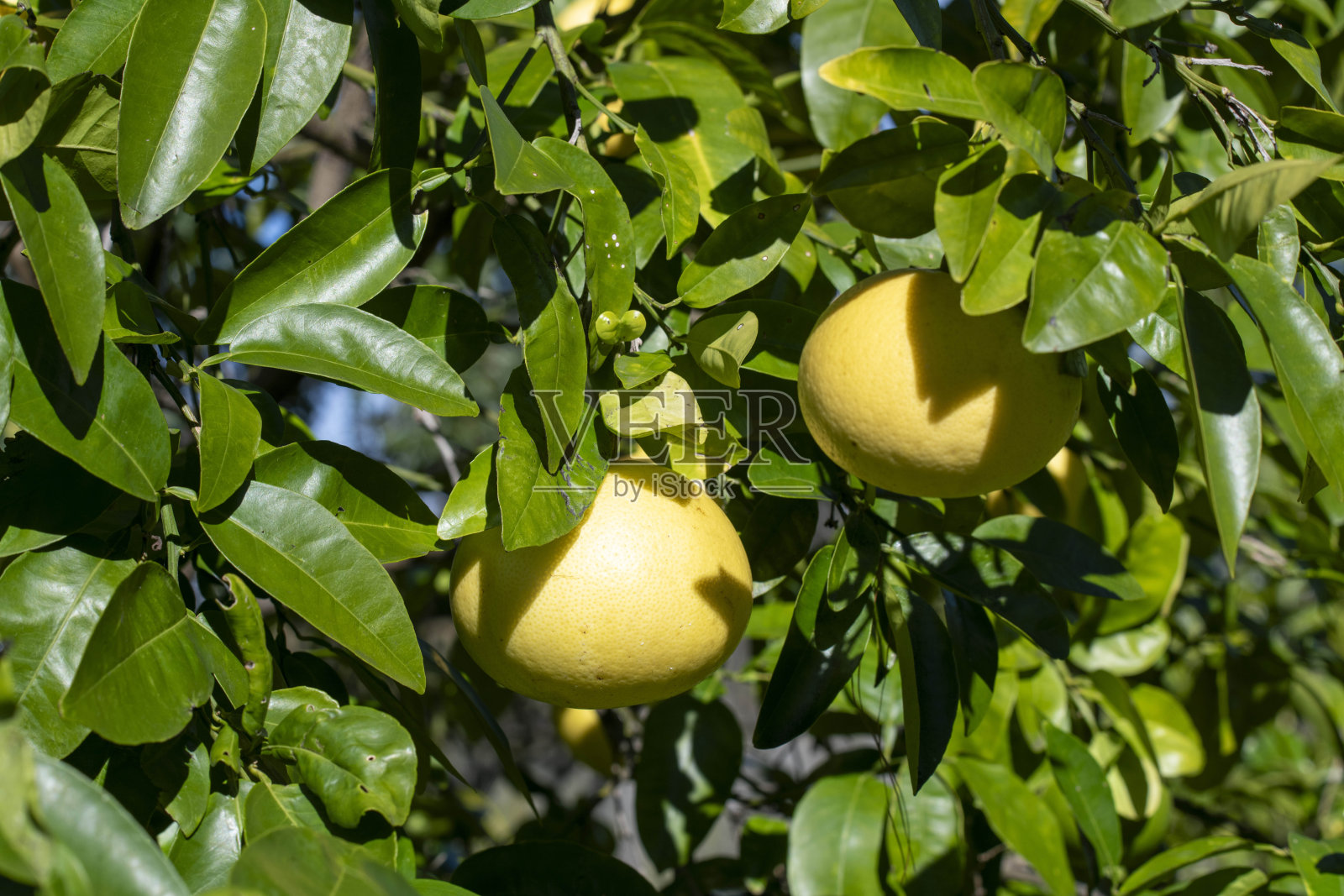 树上的金黄莫桑比克橙照片摄影图片