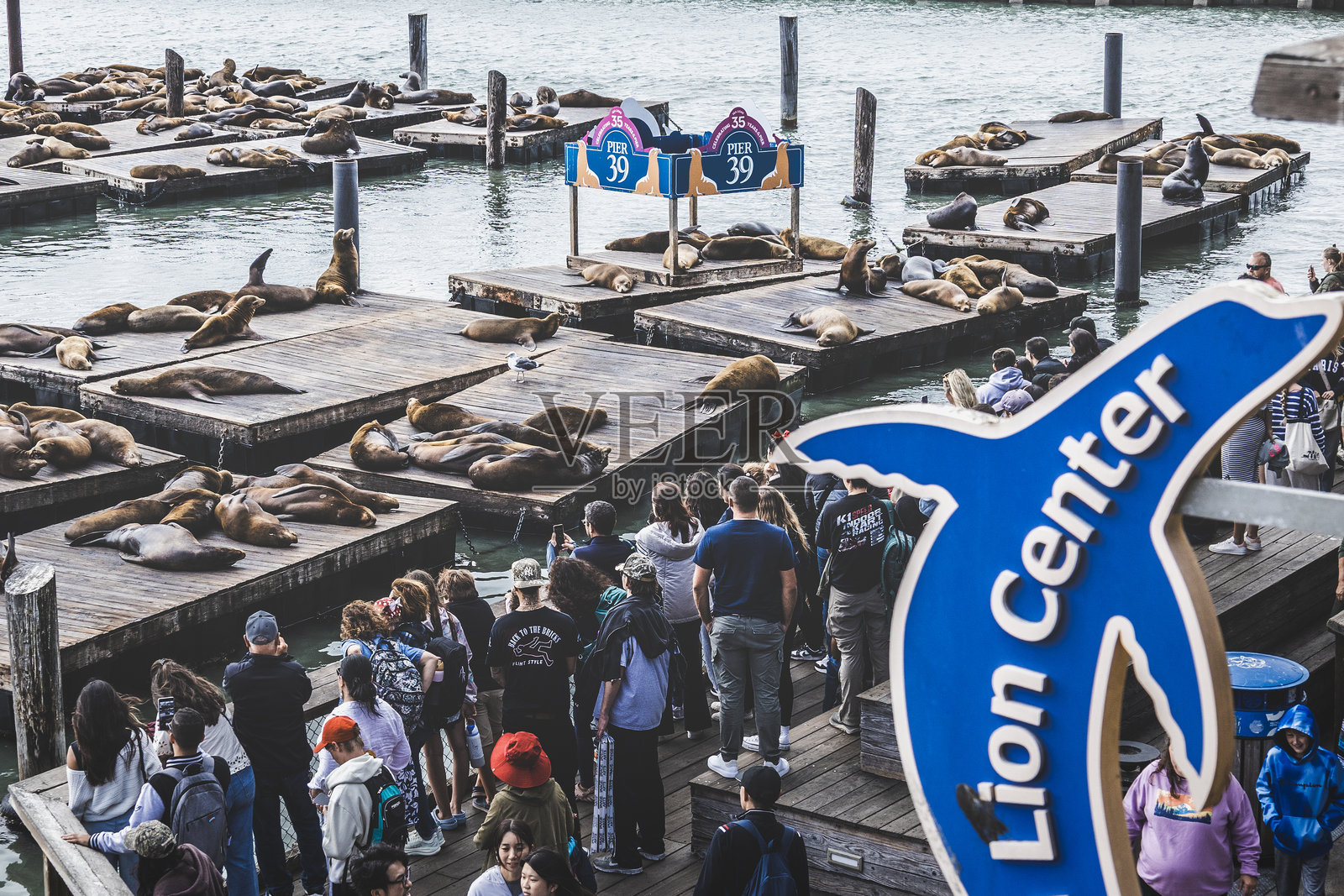 旧金山39号码头上的海狮照片摄影图片