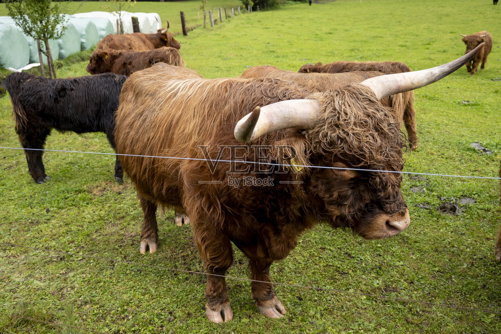 苏格兰高地牛在苏格兰草原上照片摄影图片