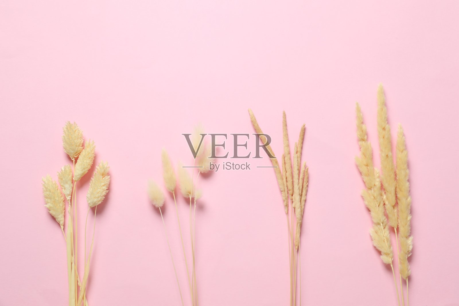 粉色背景下的干花平铺照片摄影图片