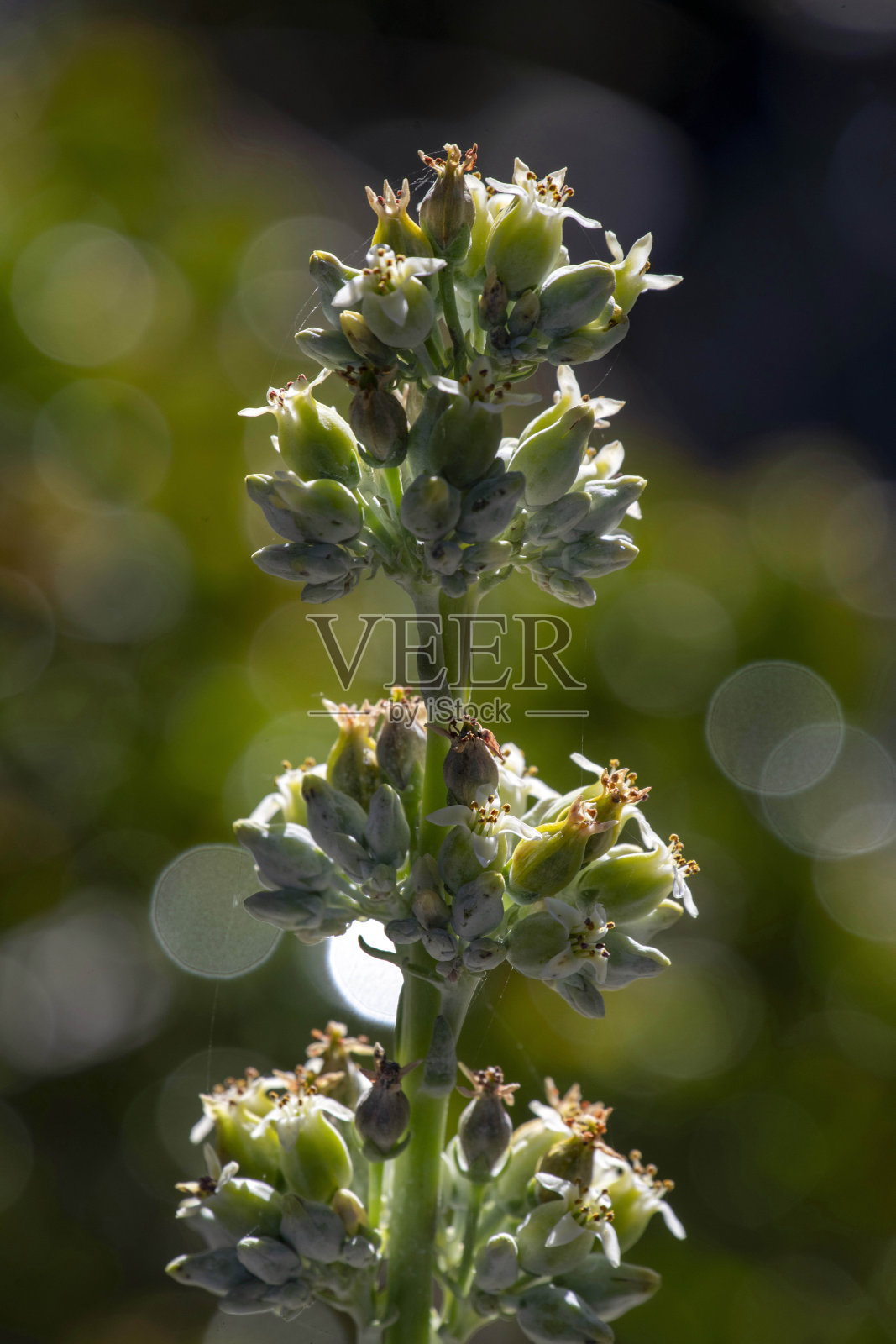 木樨草开花照片摄影图片