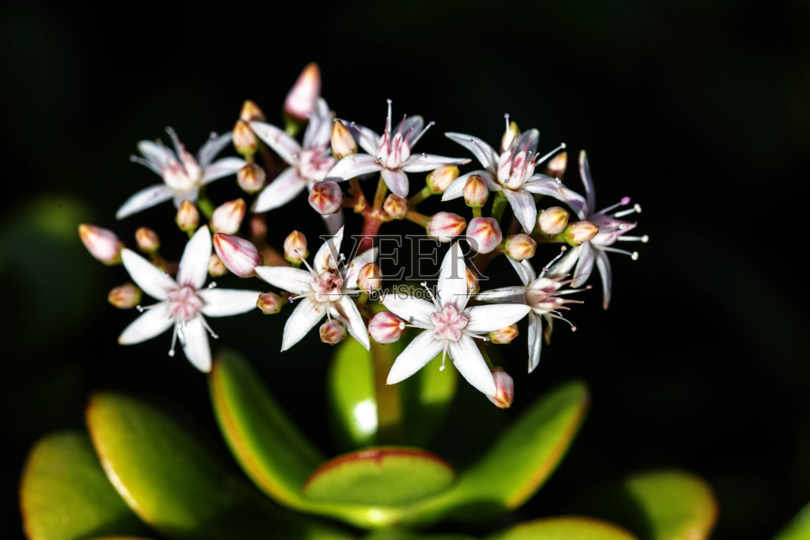 玉树开花照片摄影图片