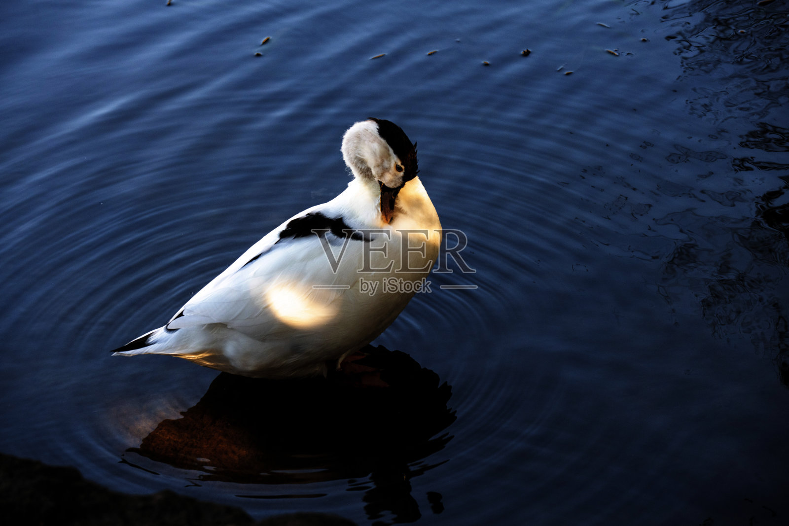 鹊鸭 (Anas platyrhynchos)照片摄影图片